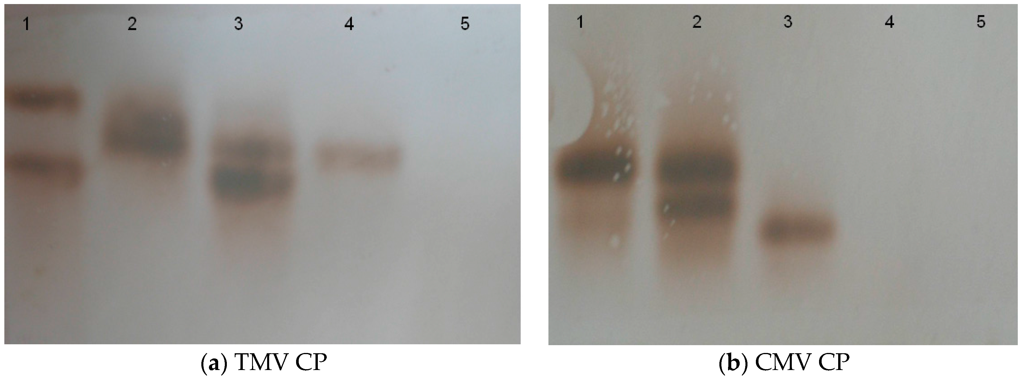 Molecules 21 01134 g003 550