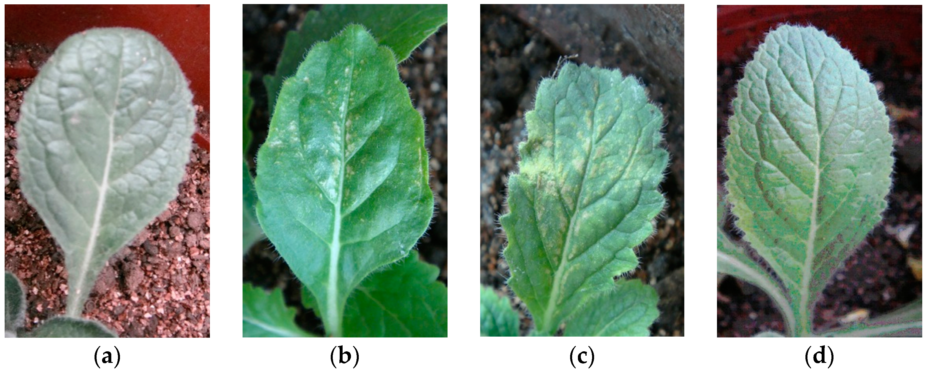 Molecules 21 01134 g007 550