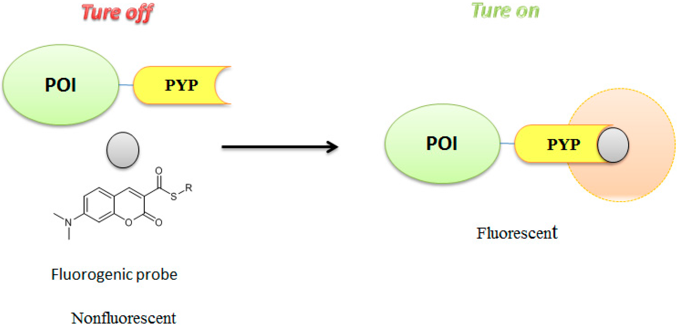 Molecules 21 01163 g006