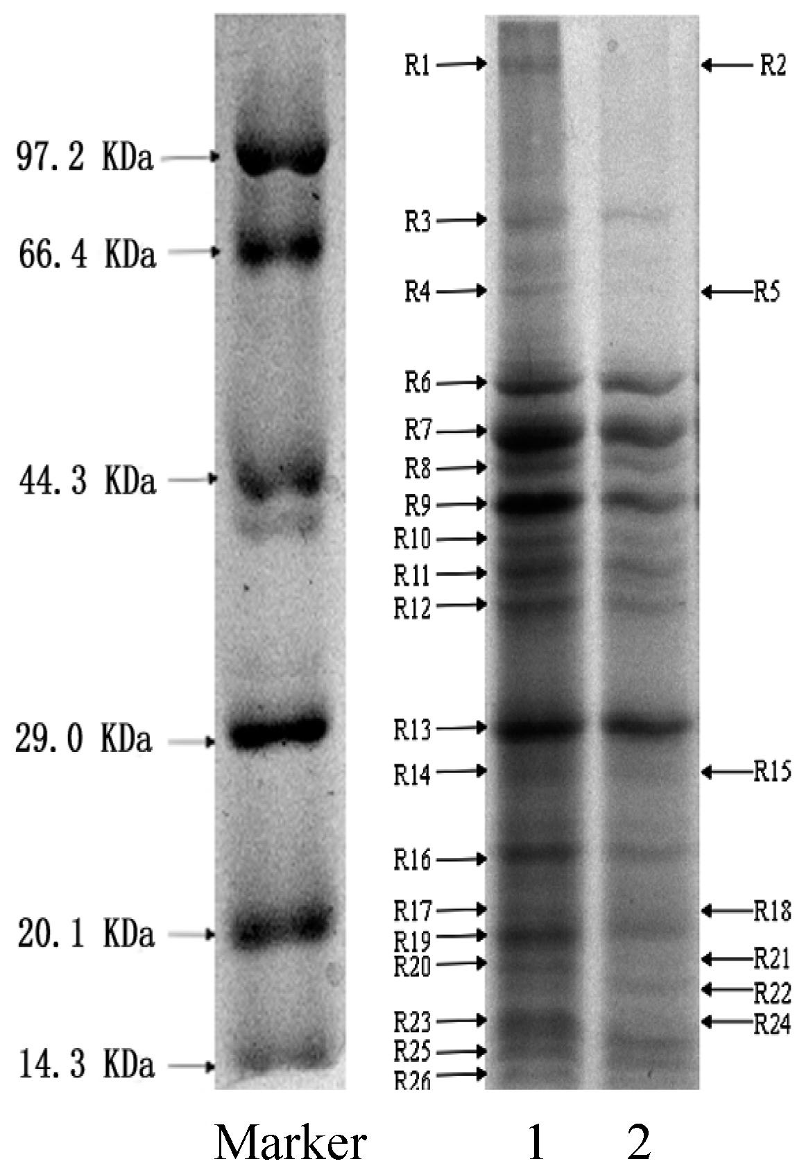 Molecules 21 01194 g004 550