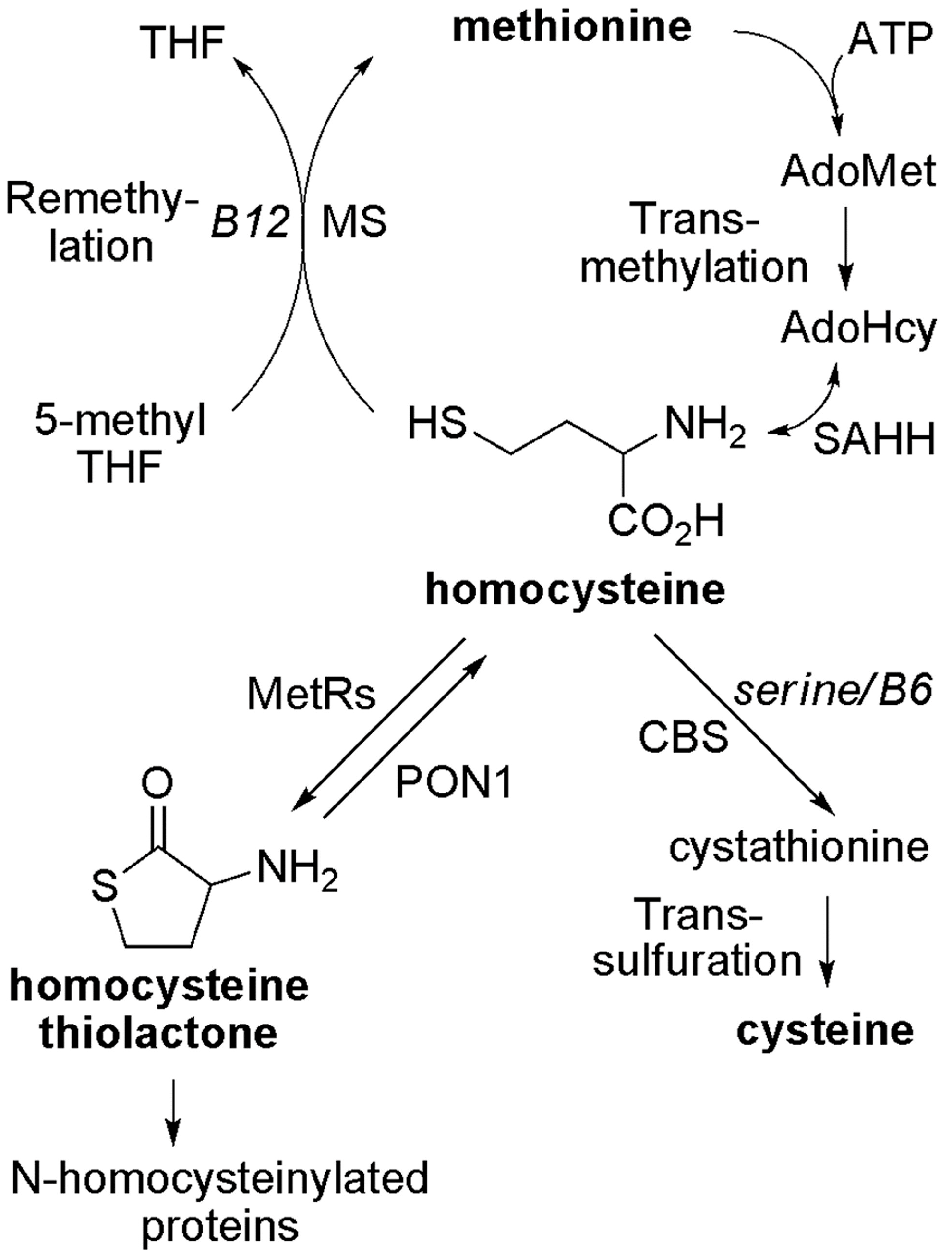 Гомоцистеин биохимия. Синтез метионина из гомоцистеина. Гомоцистеин в цистатионин. Превращение гомоцистеина в цистатионин. Метионин и гомоцистеин биохимия.