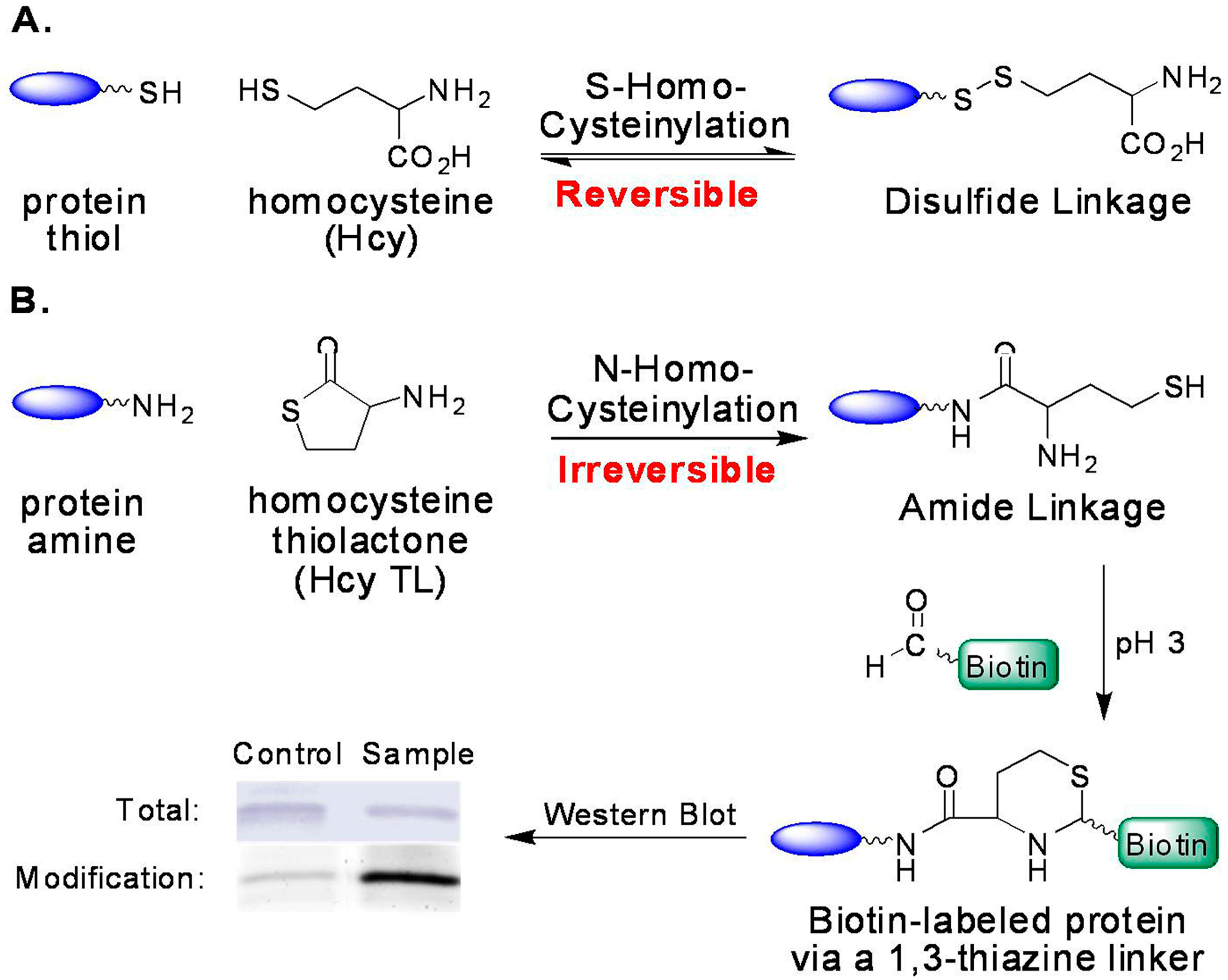 Molecules 21 01195 g002