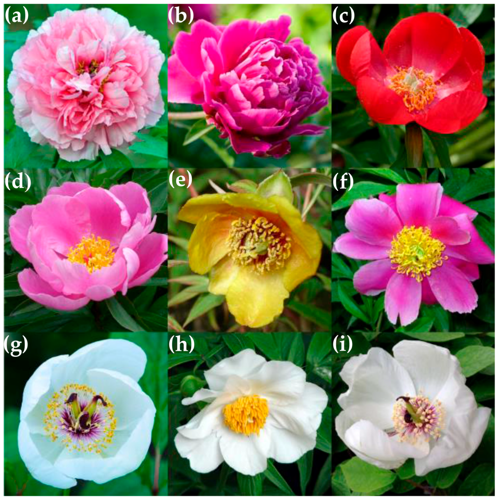 Molecules 21 01362 g001