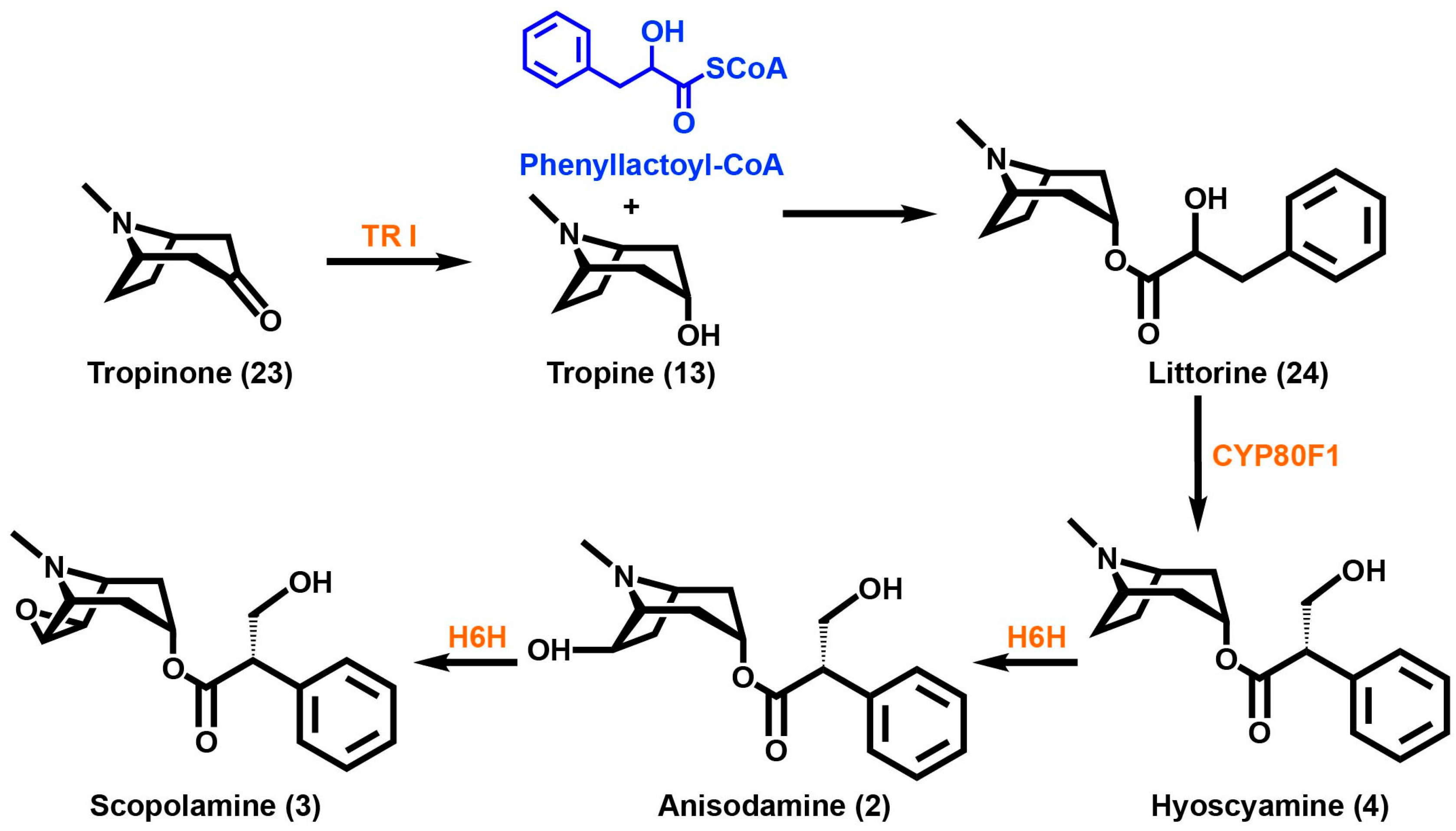 Molecules 21 01510 sch003