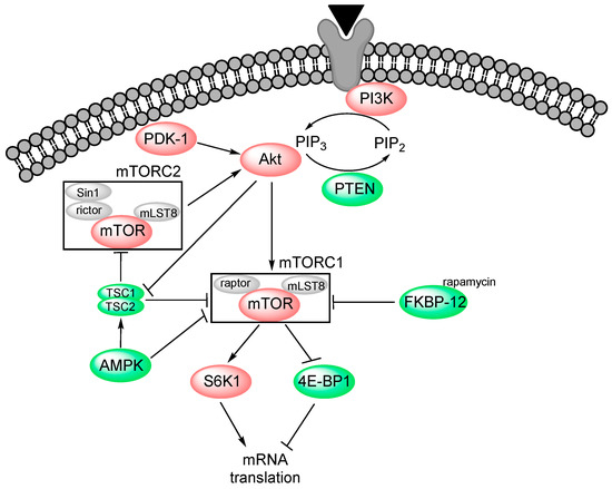 The Complexity of Targeting PI3K-Akt-mTOR Signalling in Human Acute ...