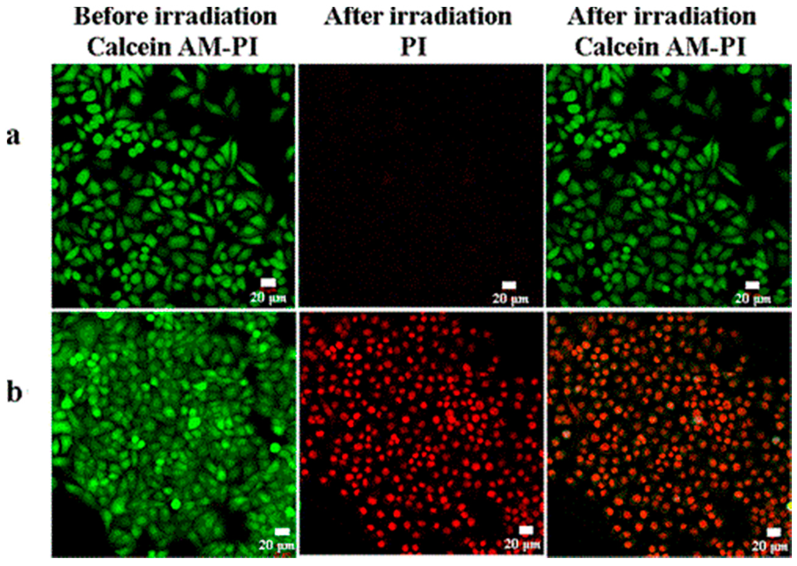 Molecules 21 01585 g006