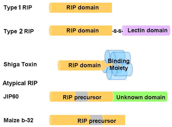 Molecules Free Full Text Structures And Ribosomal Interaction Of Ribosome Inactivating Proteins Html