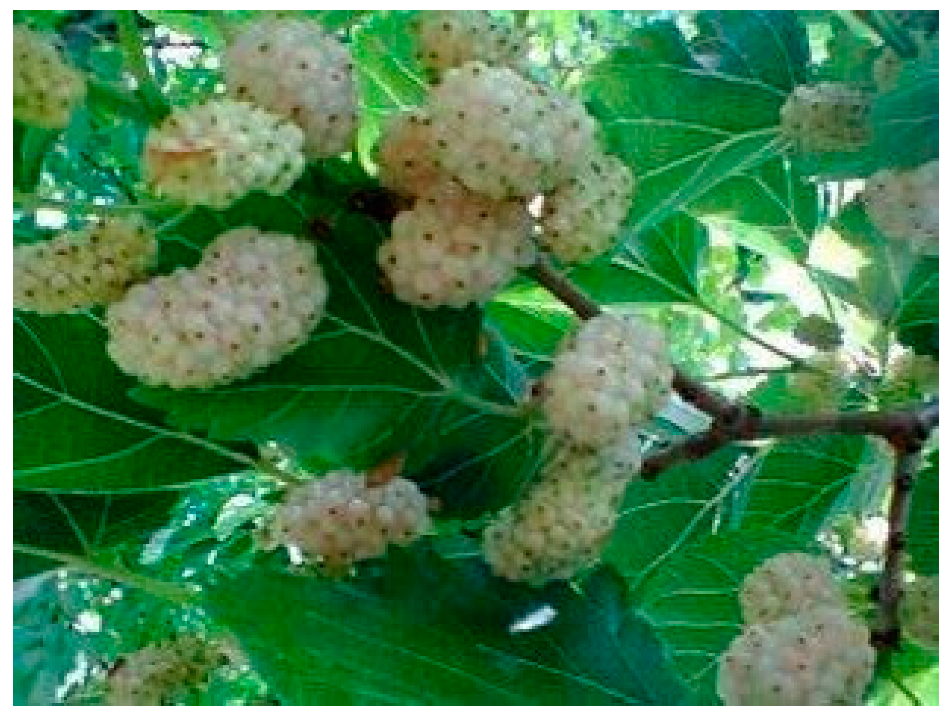 Molecules 21 01600 g002 550