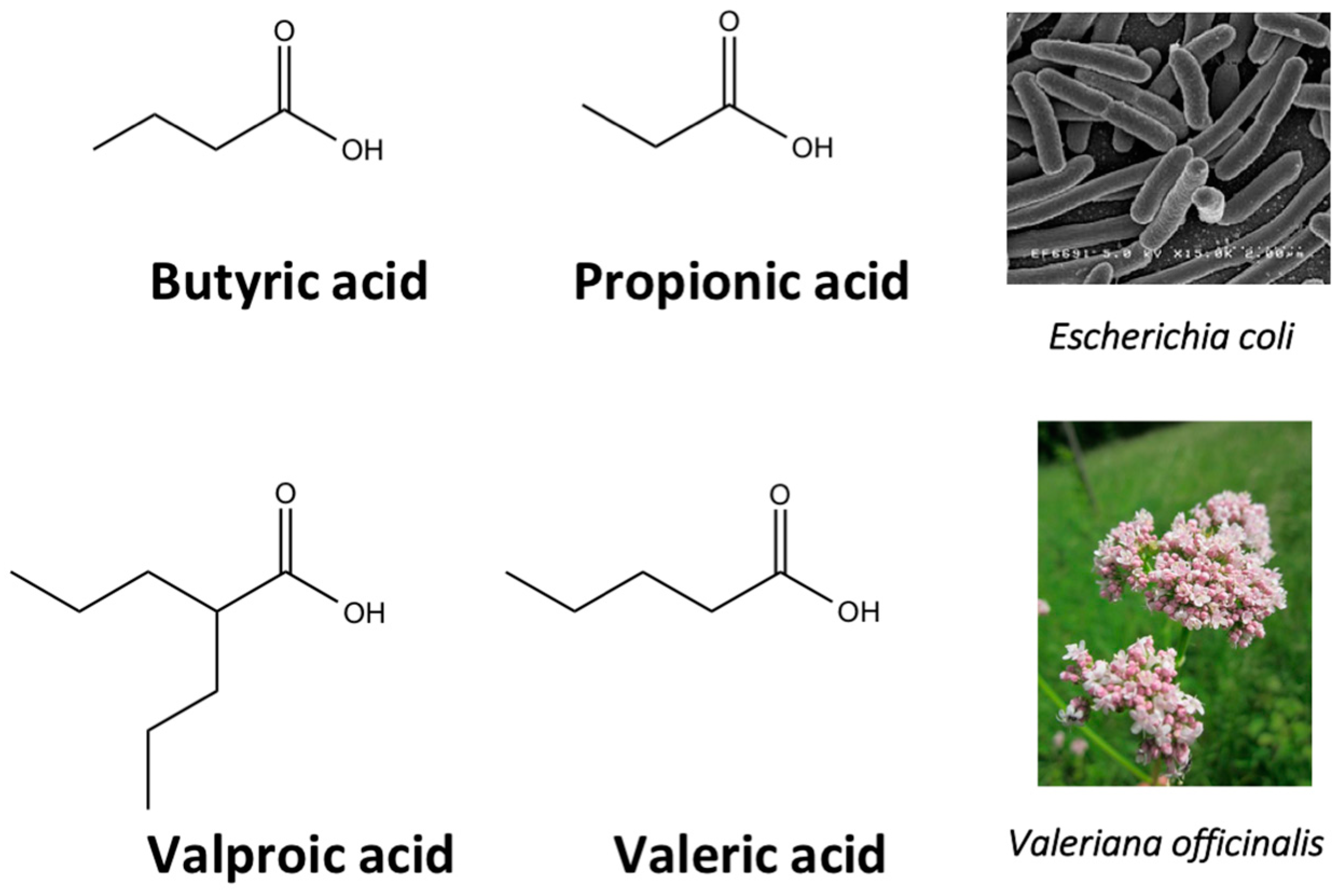 Molecules 21 01608 g004
