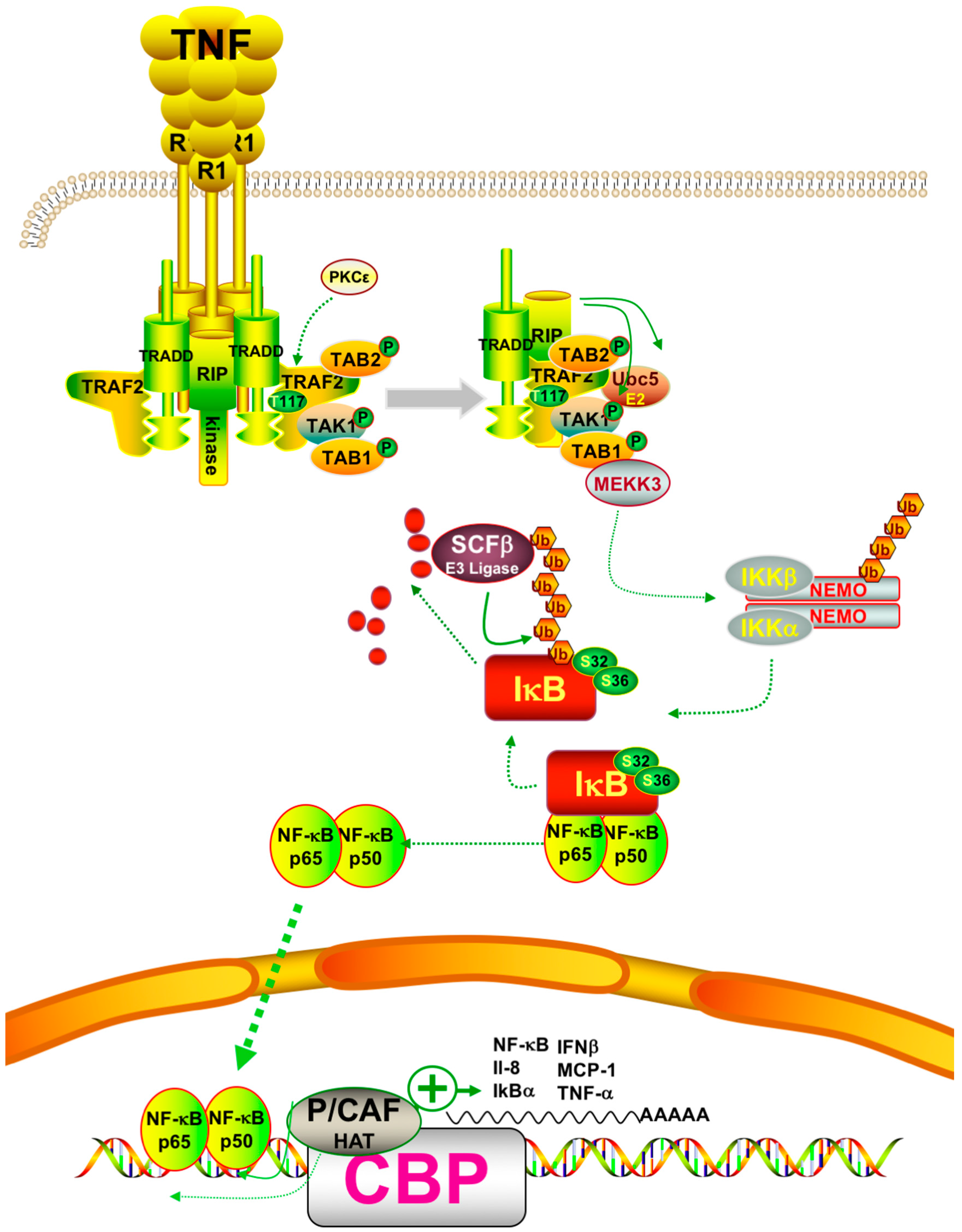 Molecules 21 01608 g005