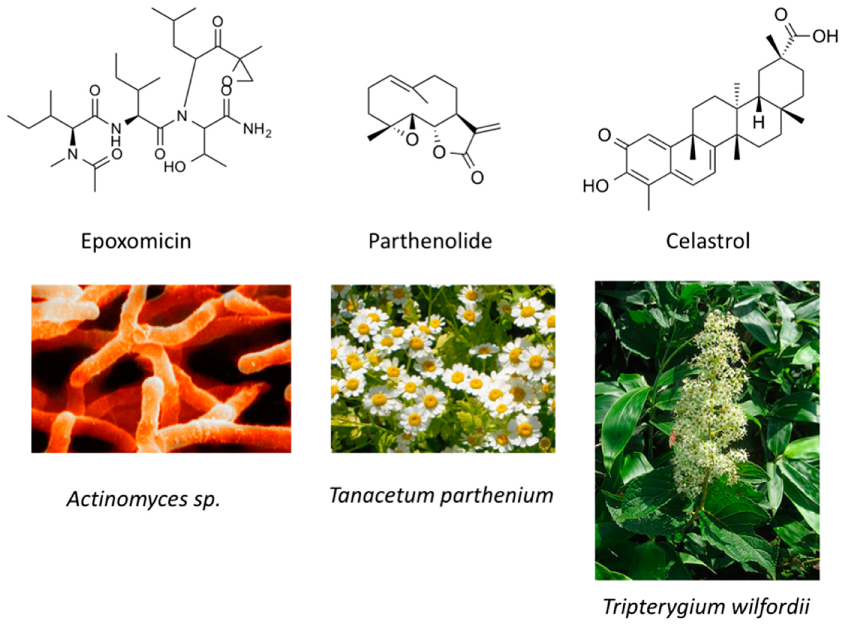 Molecules 21 01608 g007
