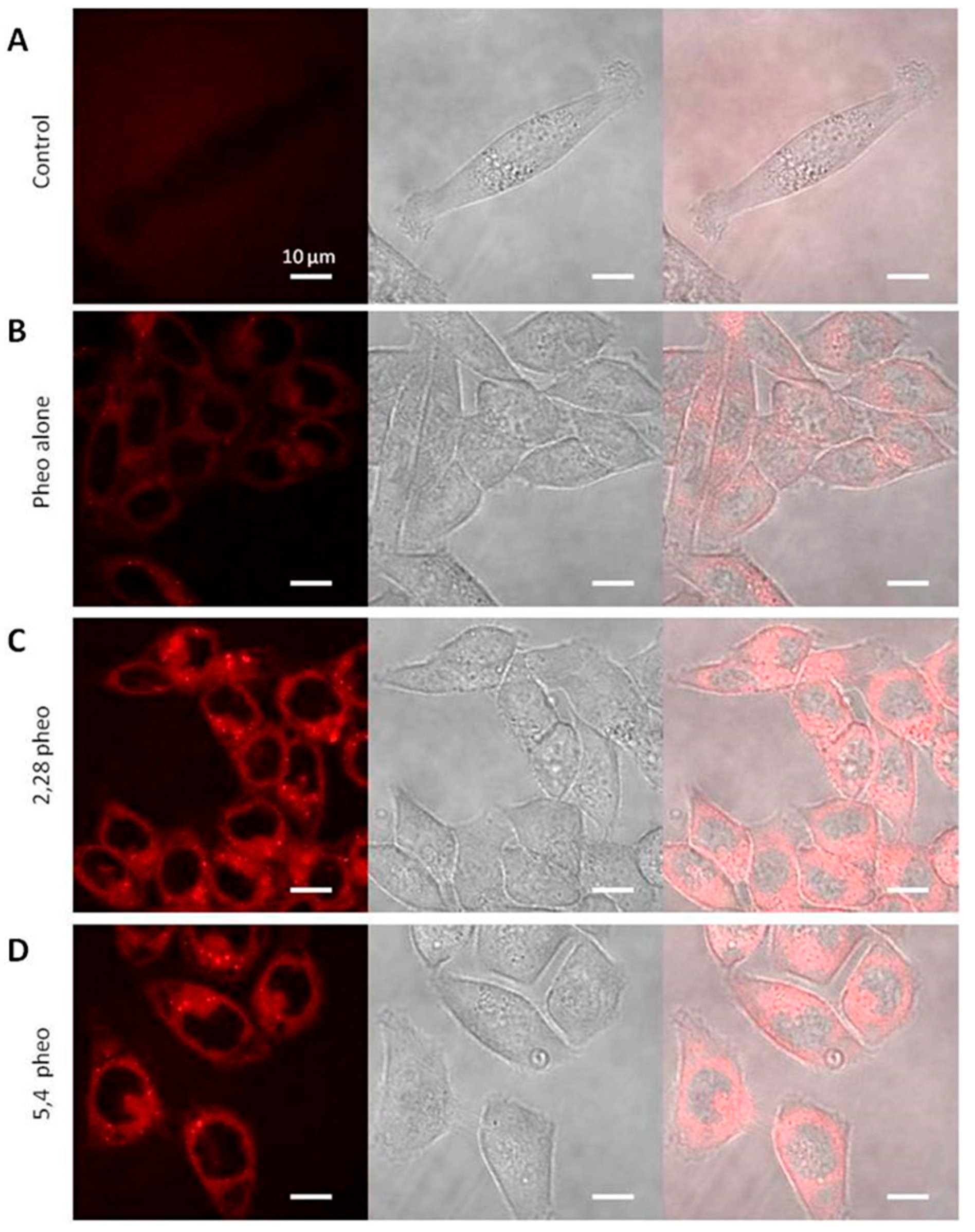 Molecules 21 01643 g005