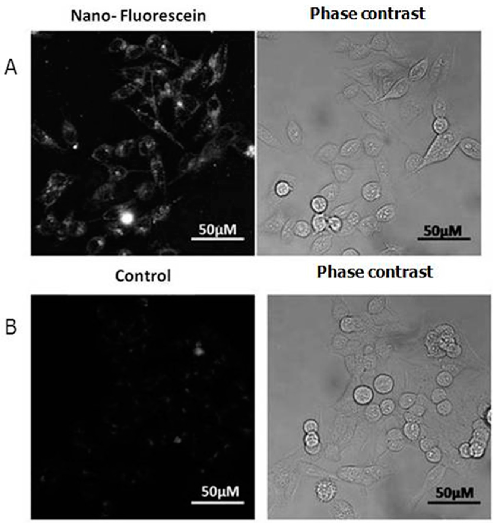 Molecules 21 01643 g006