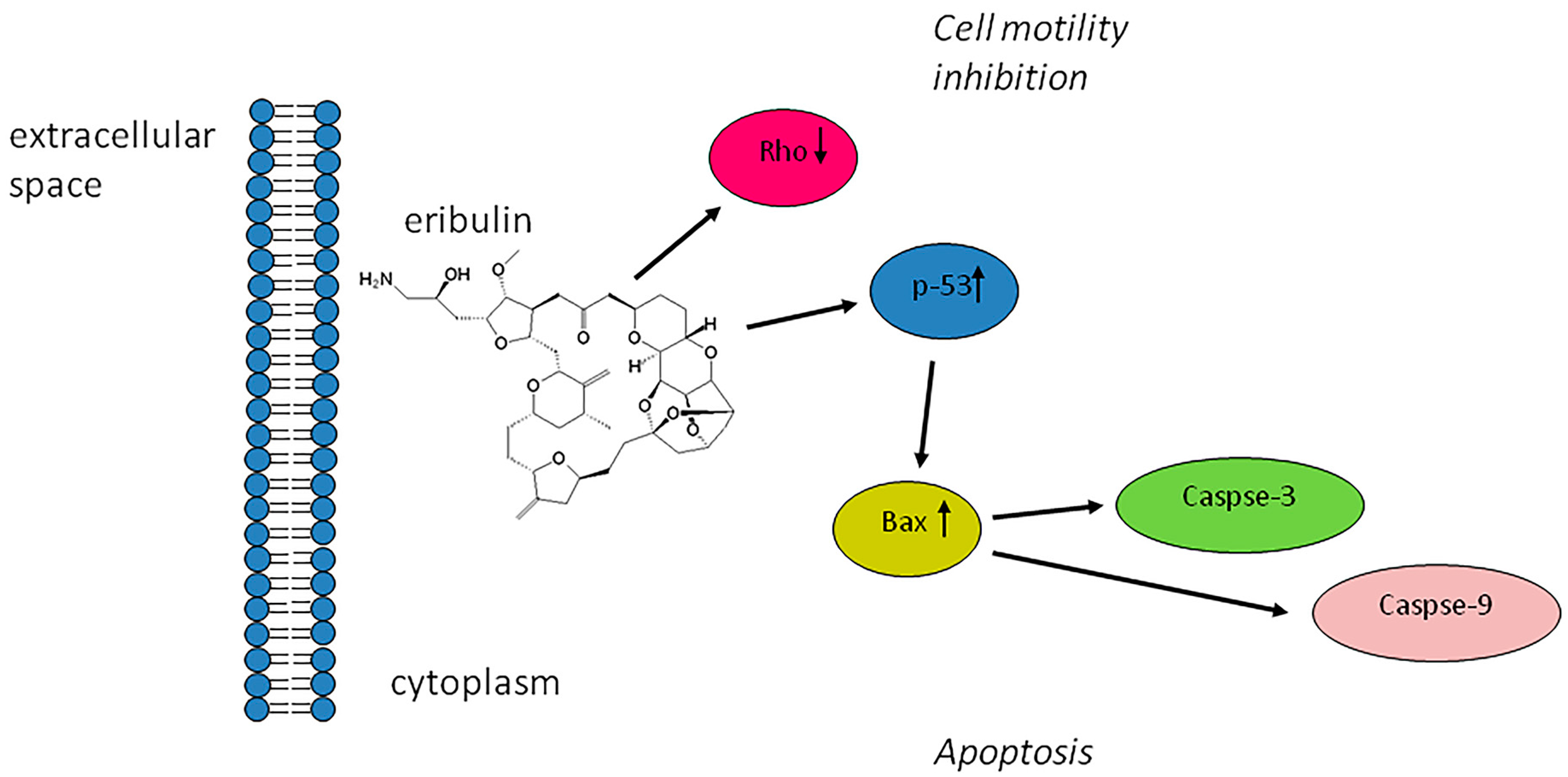 Molecules 21 01662 g004 550