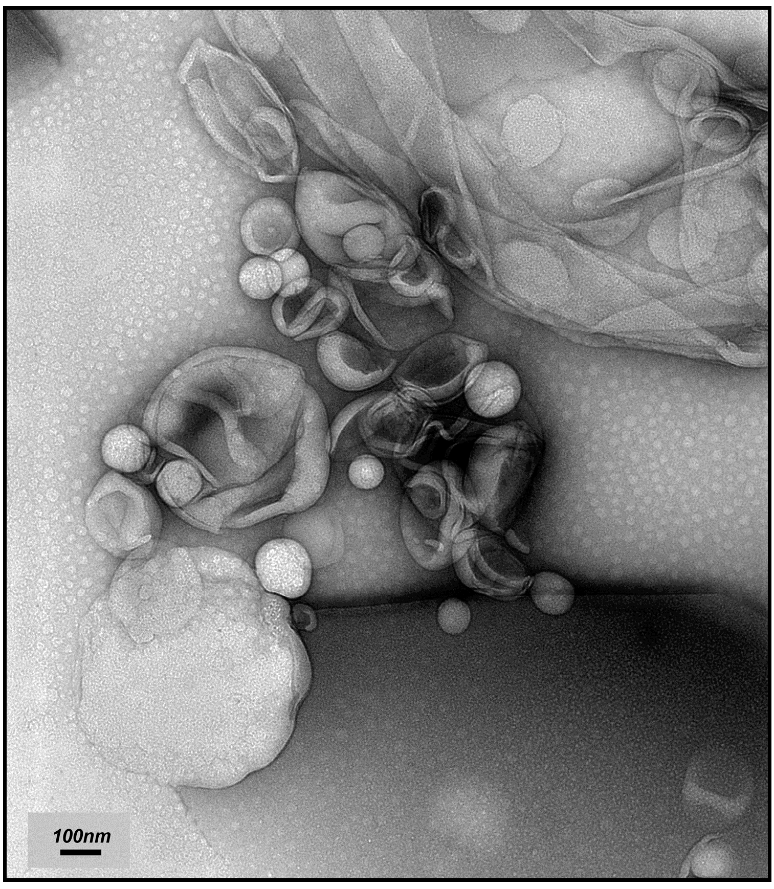 Molecules 21 01689 g002 550