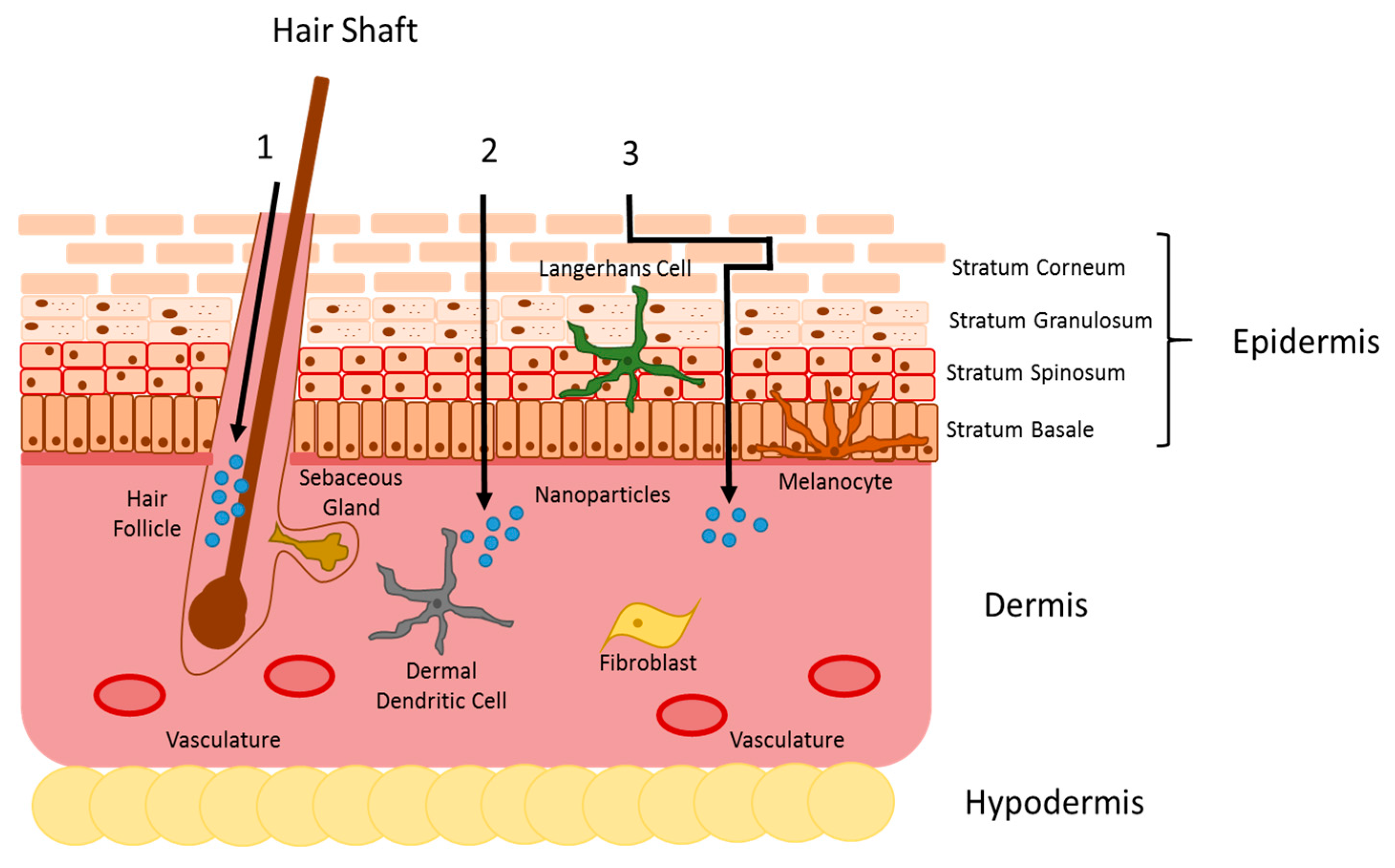 Molecules | Free Full-Text | Nanoparticle-Enabled Transdermal Drug