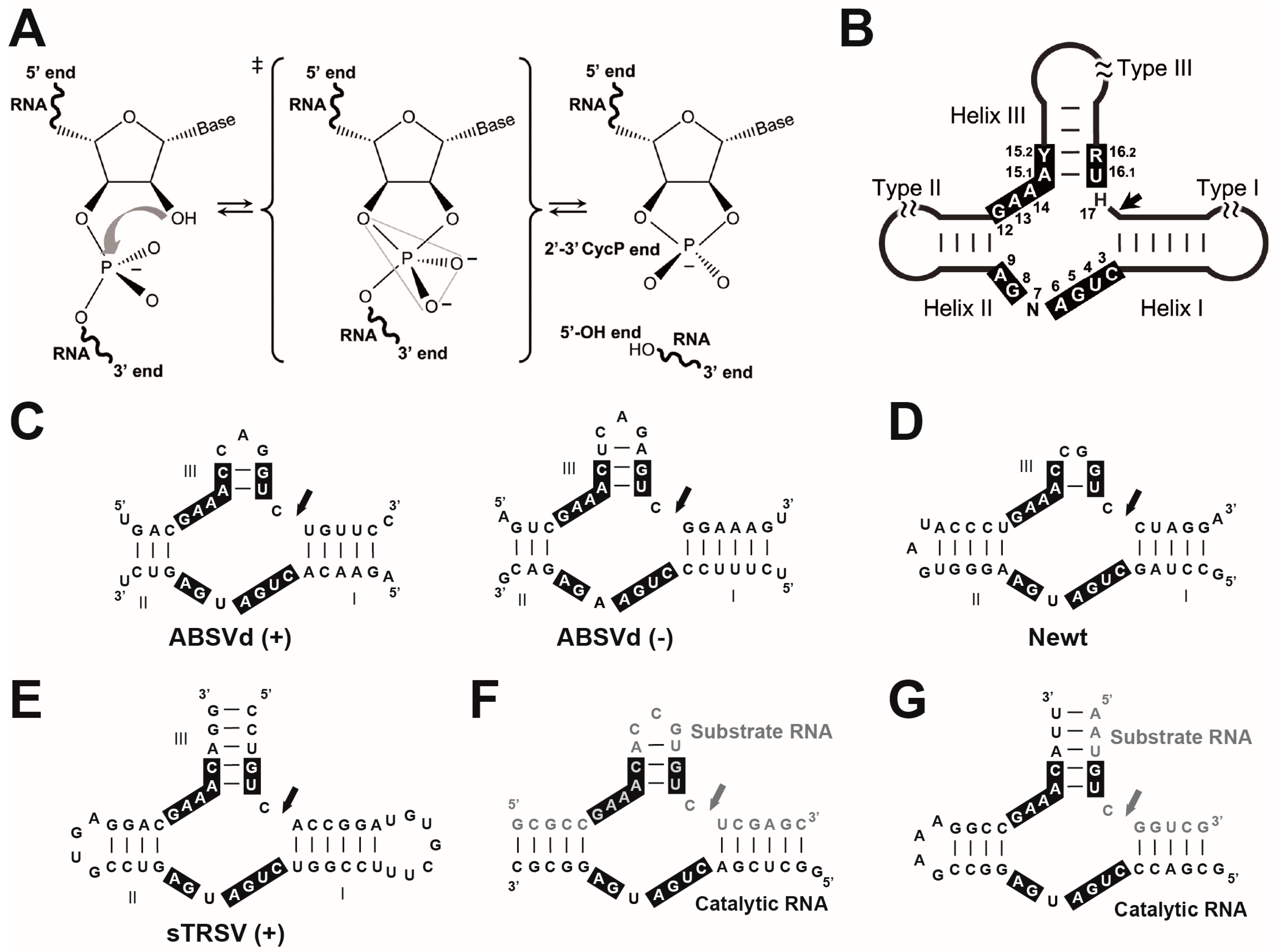 ribozyme function