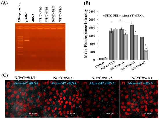 Novel PEI/Poly-γ-Gutamic Acid Nanoparticles for High