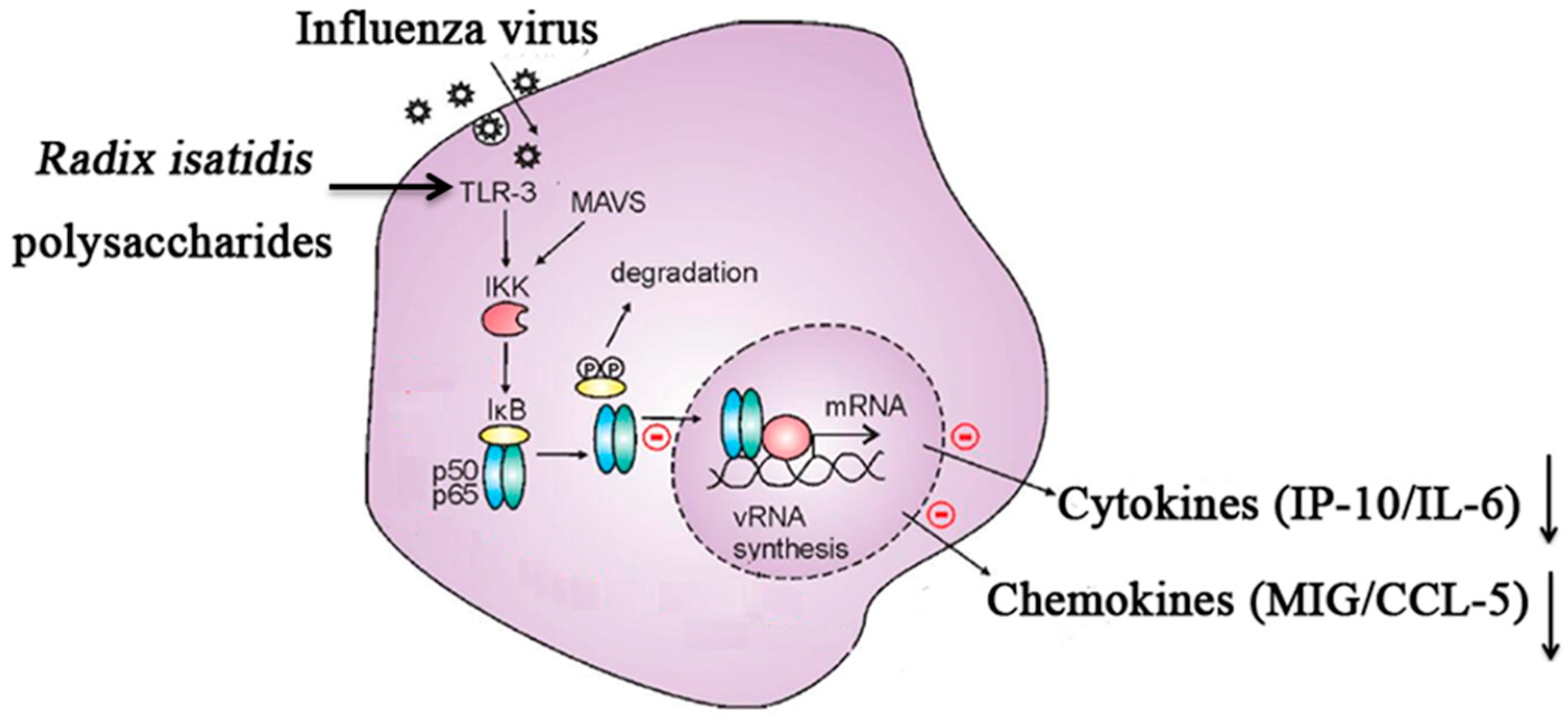 Radix isatidis Polysaccharides 