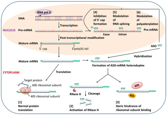 Oligonucleotide Therapy for Obstructive and Restrictive