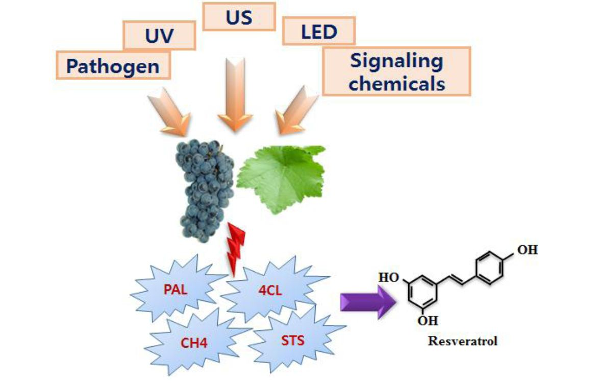 Molecules Free FullText An Overview of StressInduced Resveratrol