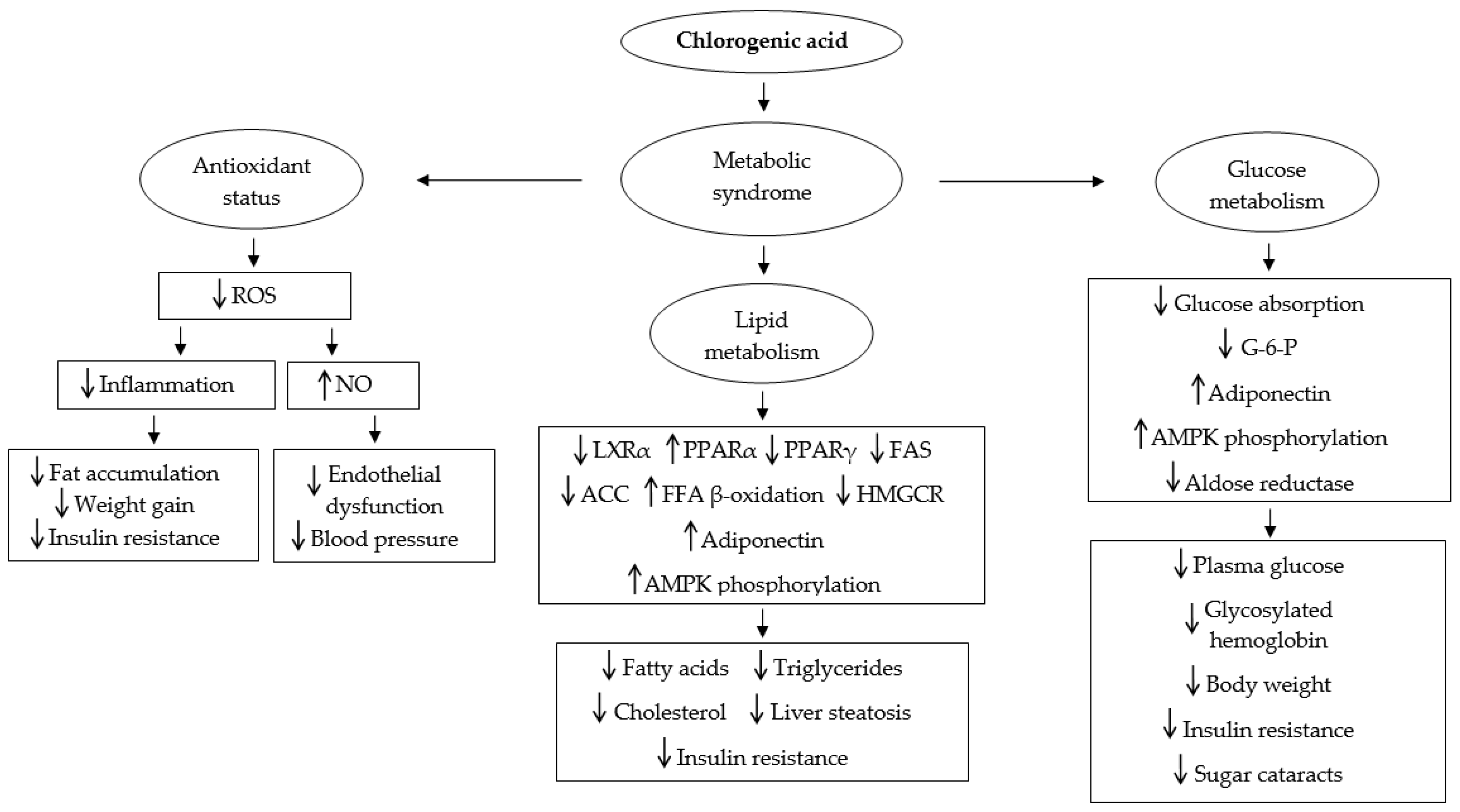 chlorogenic acid for weight loss