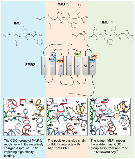 The Formyl Peptide Receptors: Diversity of Ligands and The Formyl Peptide Receptors: Diversity of Ligands and