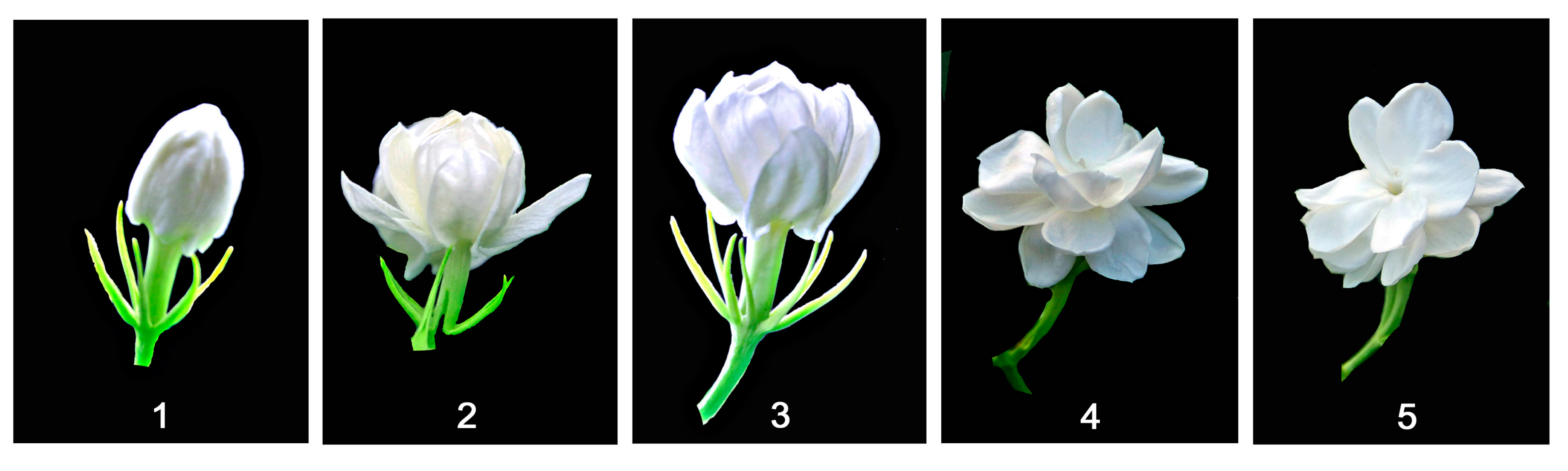 Jasmine flower 5 sentence picture