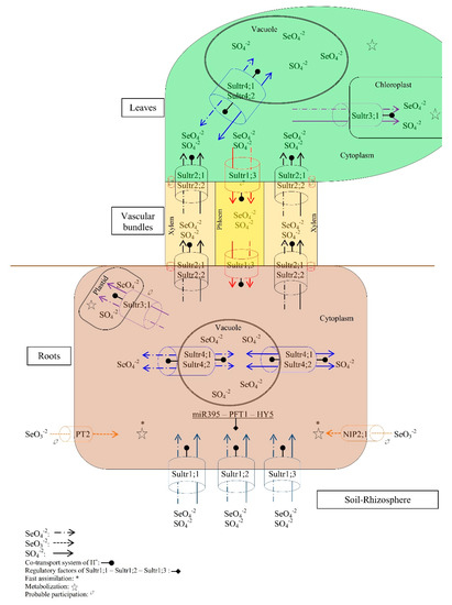 Molecules Free Full Text Selenium And Sulfur To Produce Allium Functional Crops Html