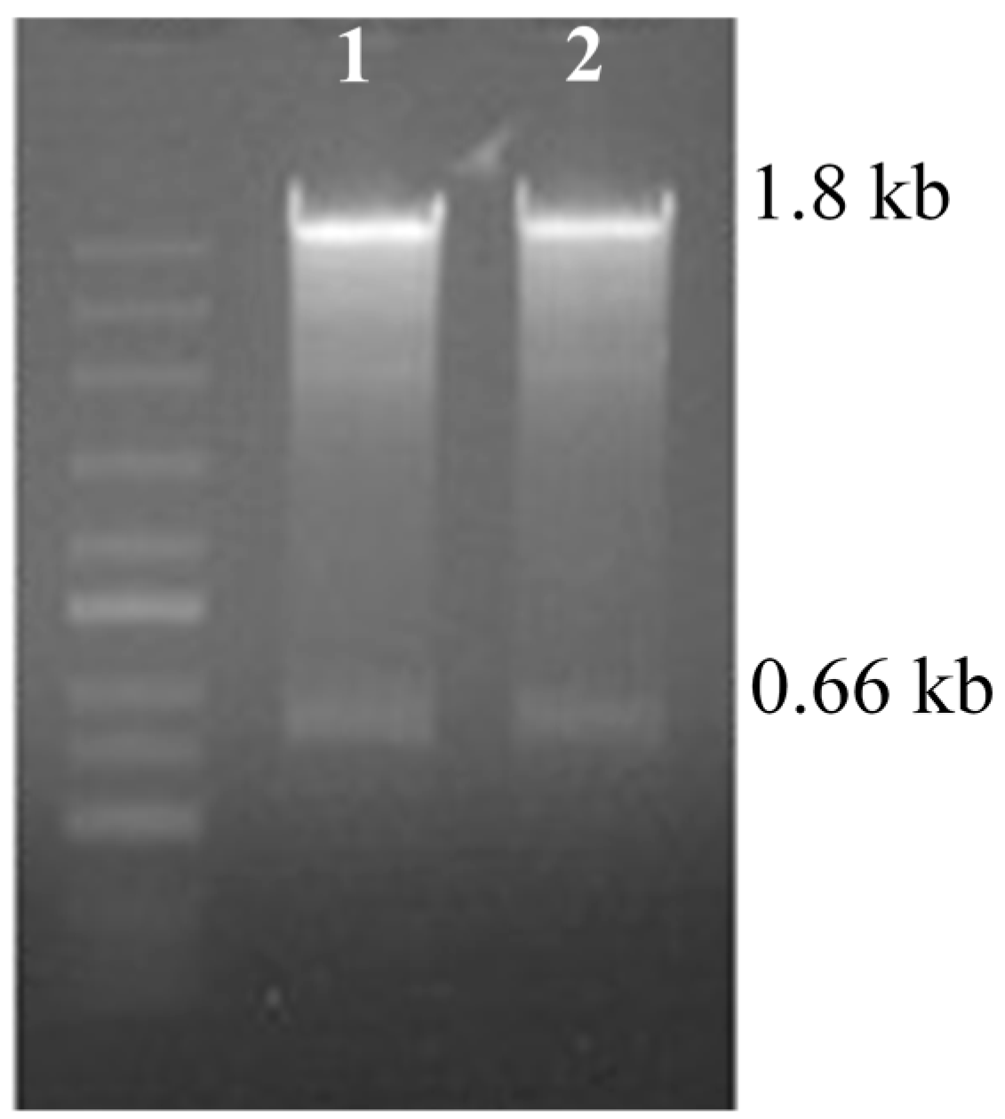 Molecules 22 00581 g003