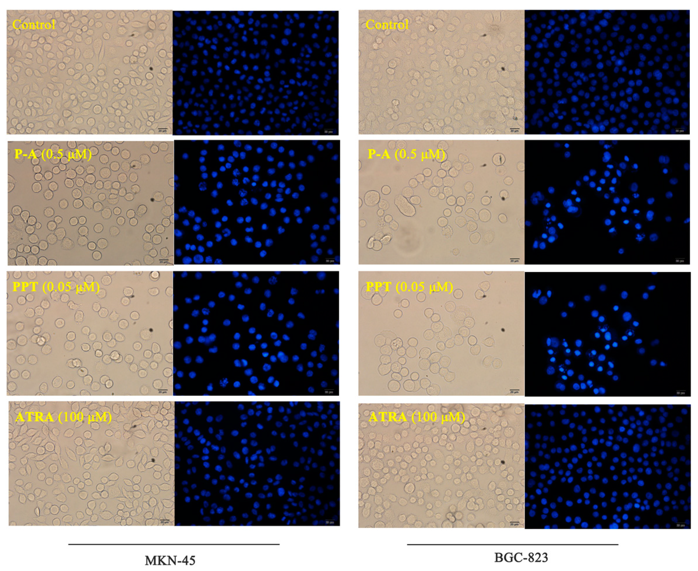 Molecules 22 00628 g005