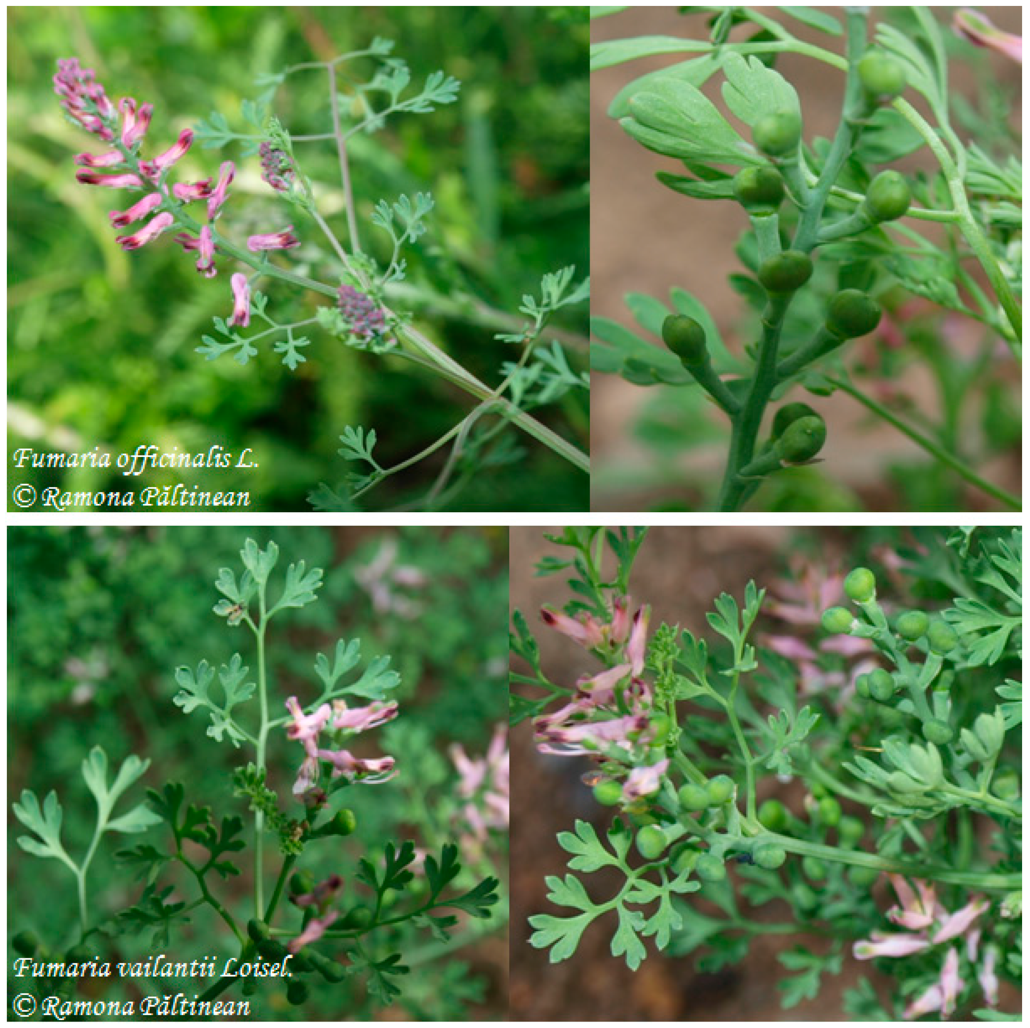 Molecules 22 00639 g001