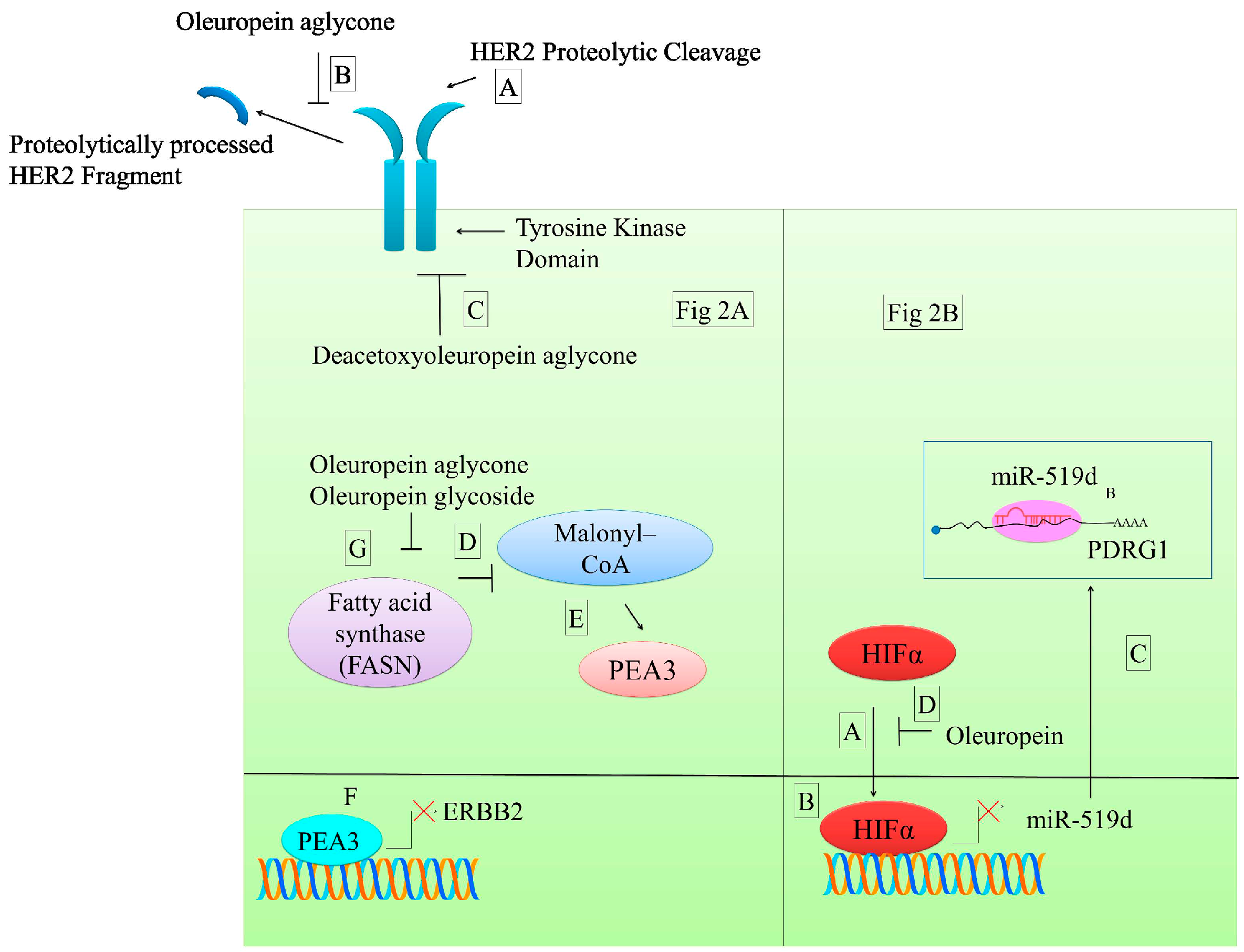 Molecules 22 00705 g002