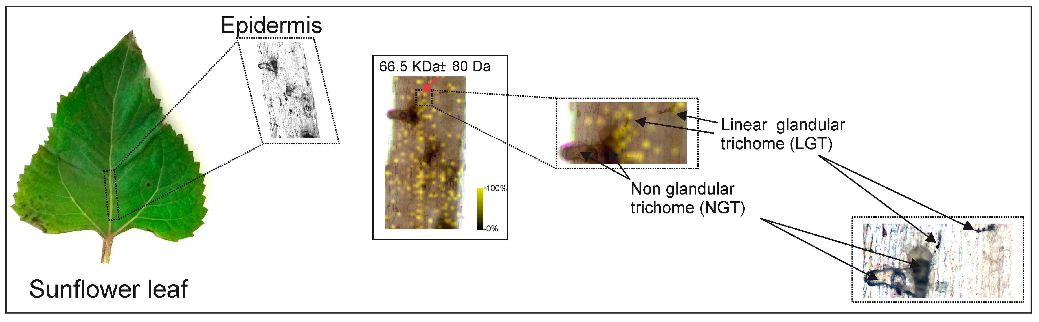 Molecules 22 00774 g008 550