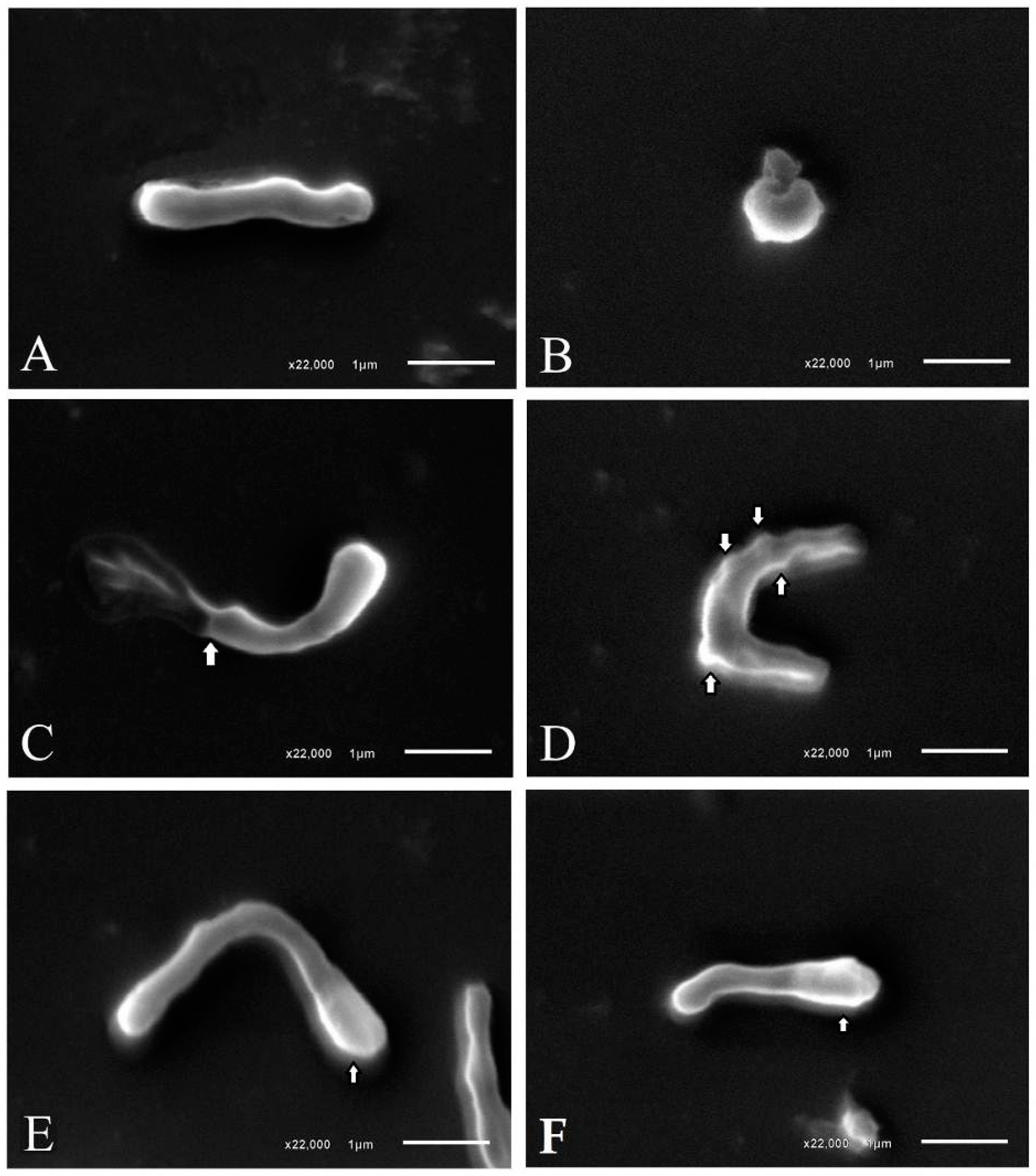 Molecules 22 00786 g002 550