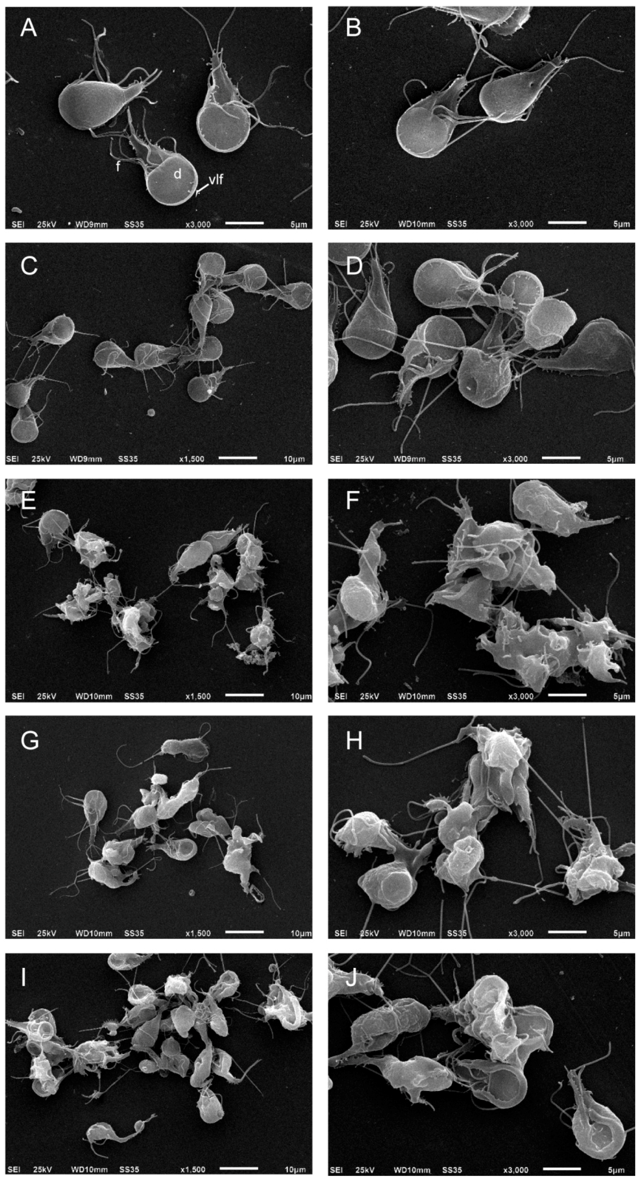 Molecules 22 00799 g005