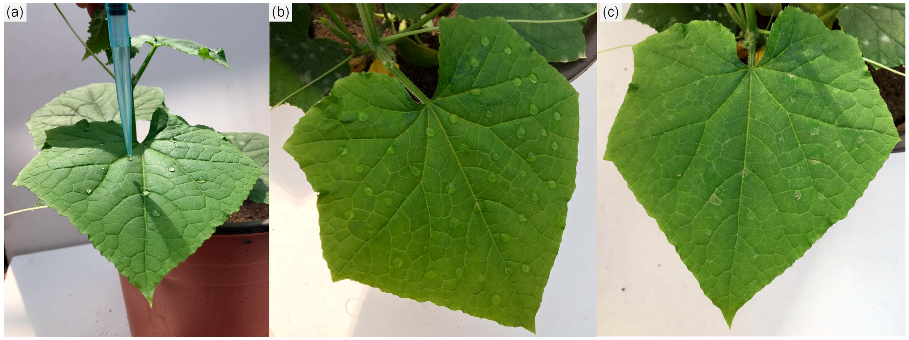 Molecules 22 00817 g006 550