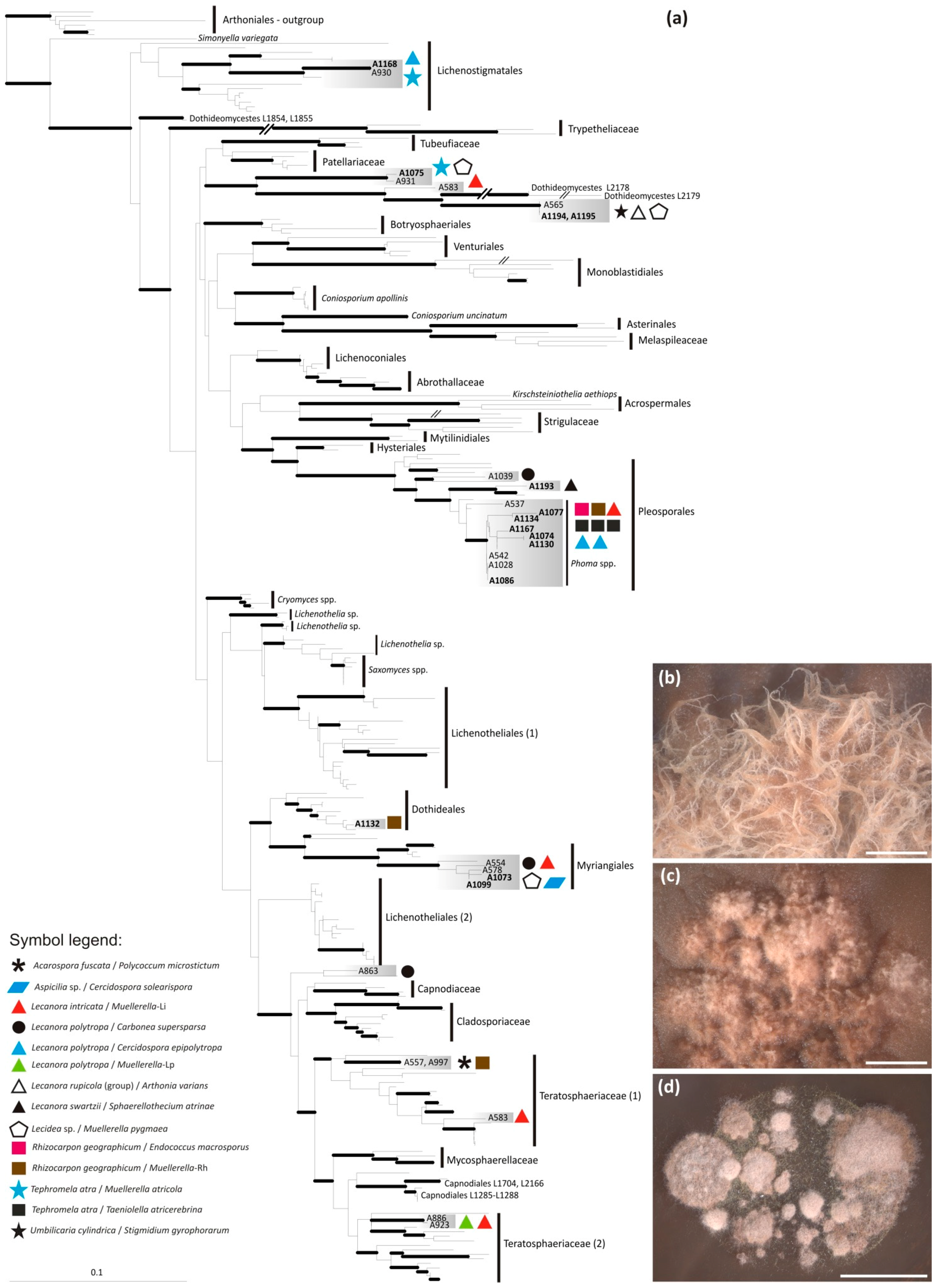 Molecules 22 00824 g005