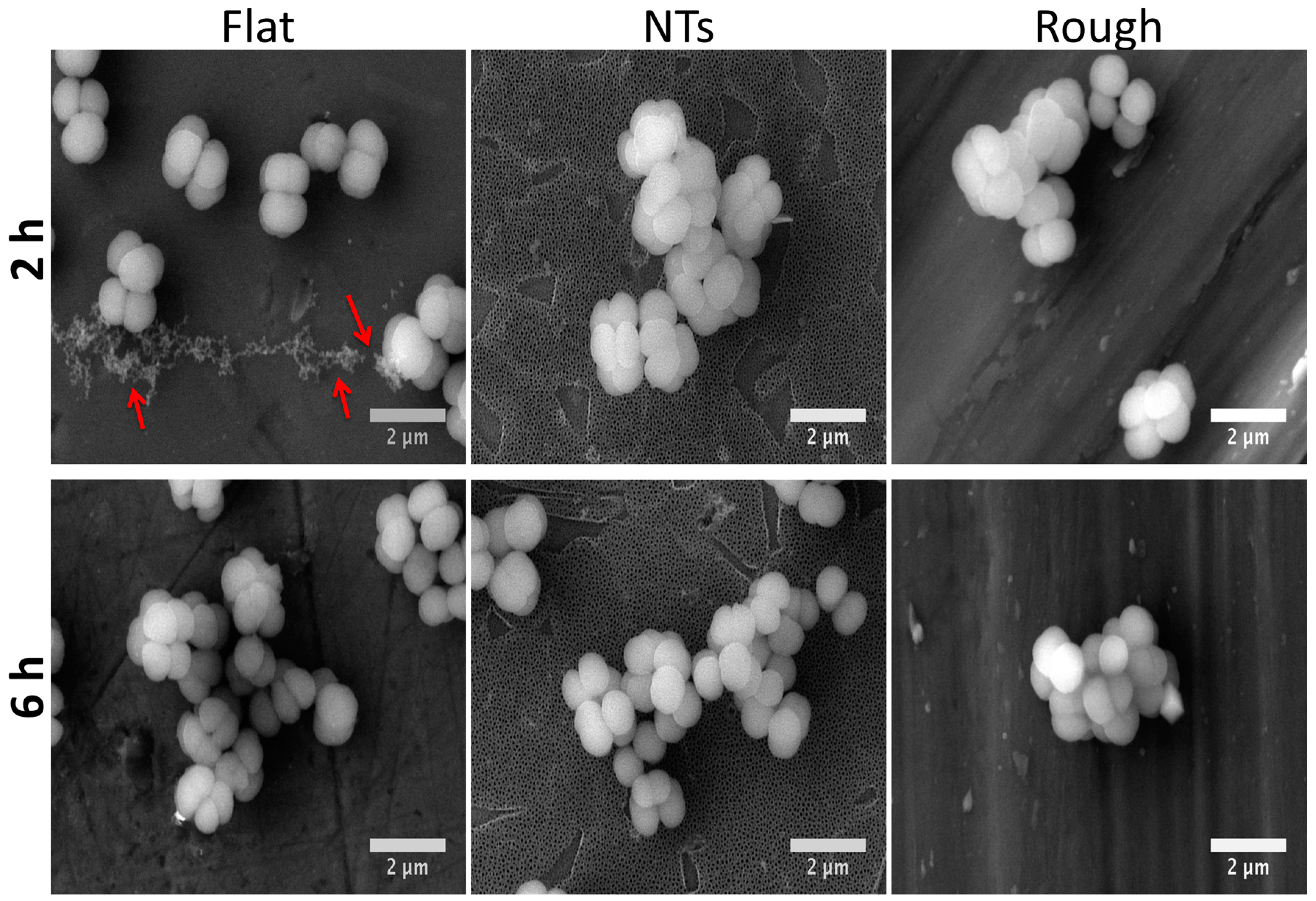 Molecules 22 00832 g004