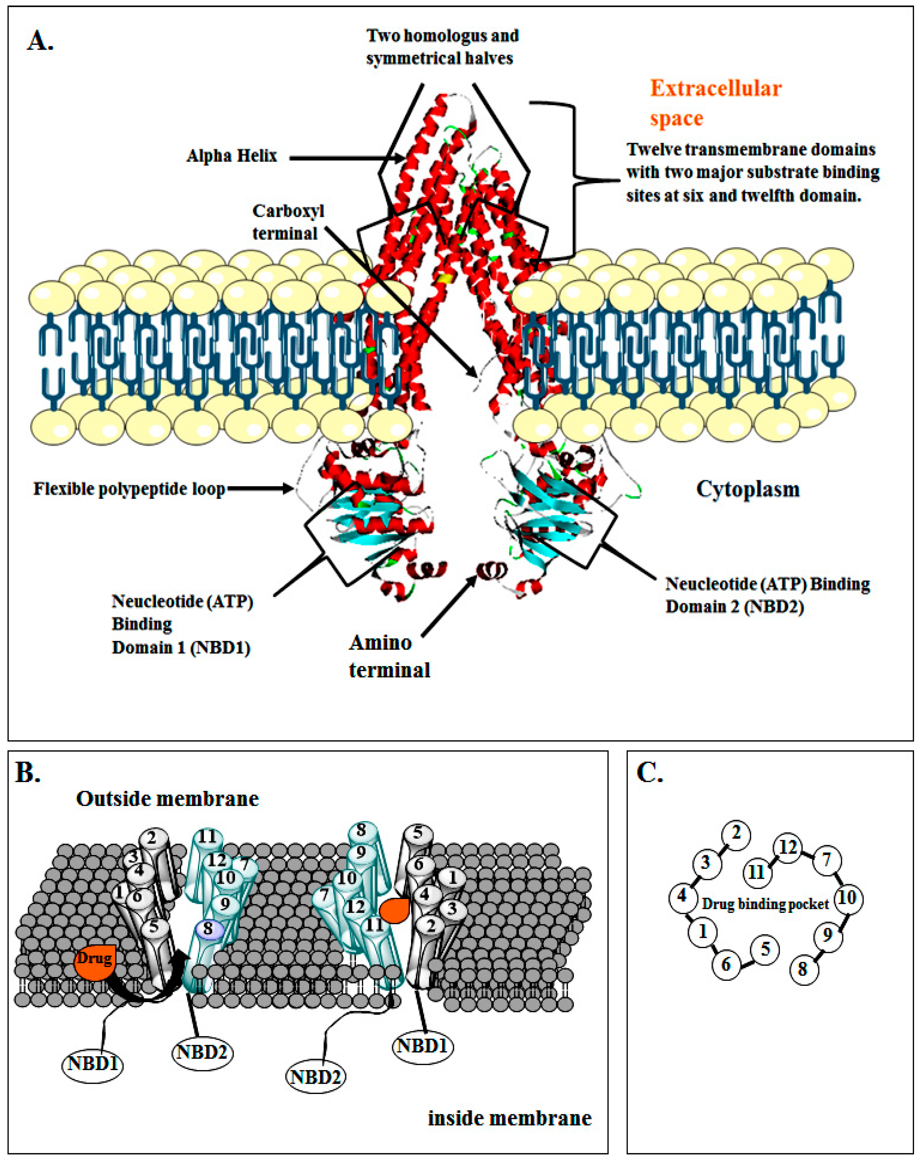 Molecules 22 00871 g004