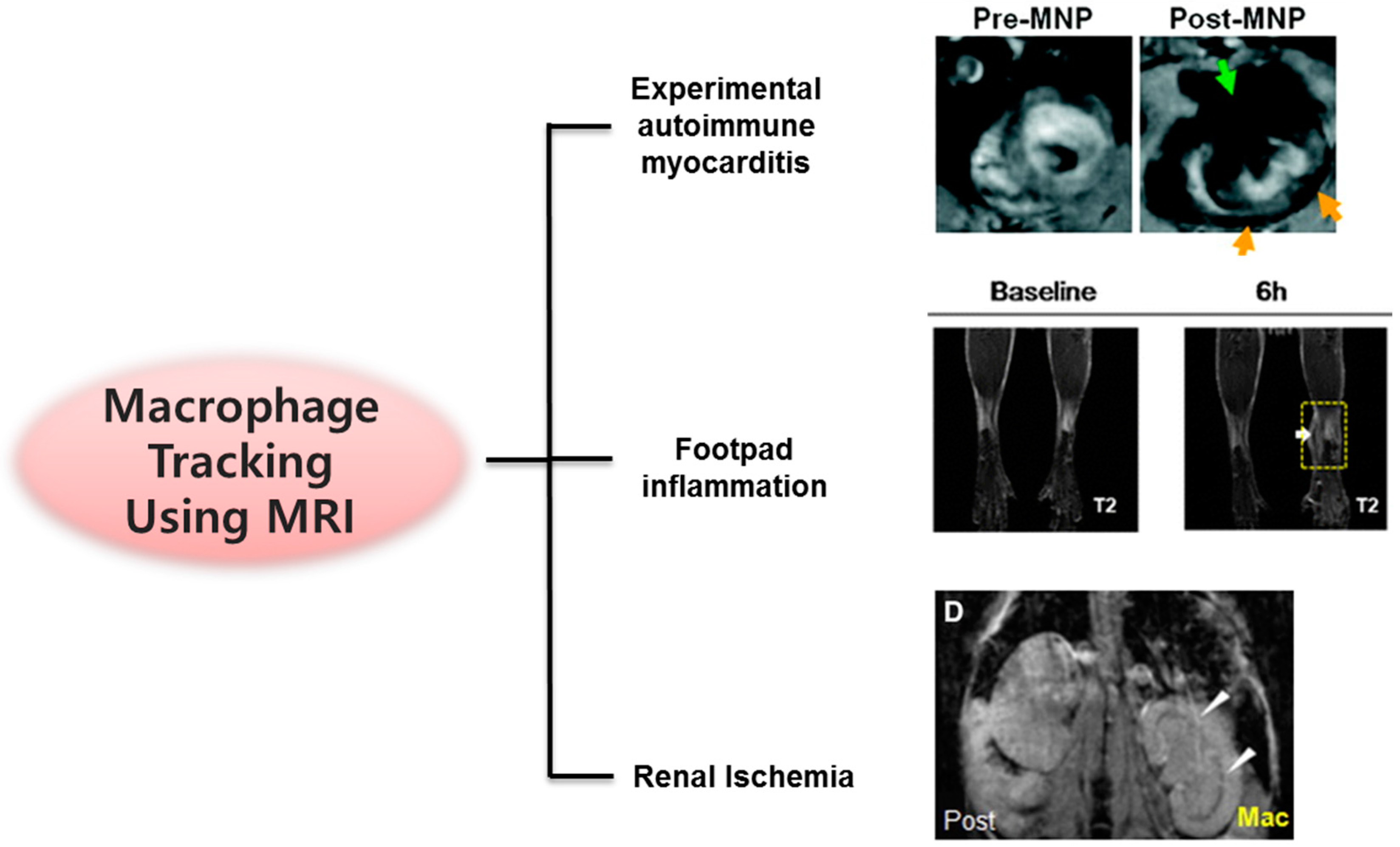 Molecules 22 00881 g003