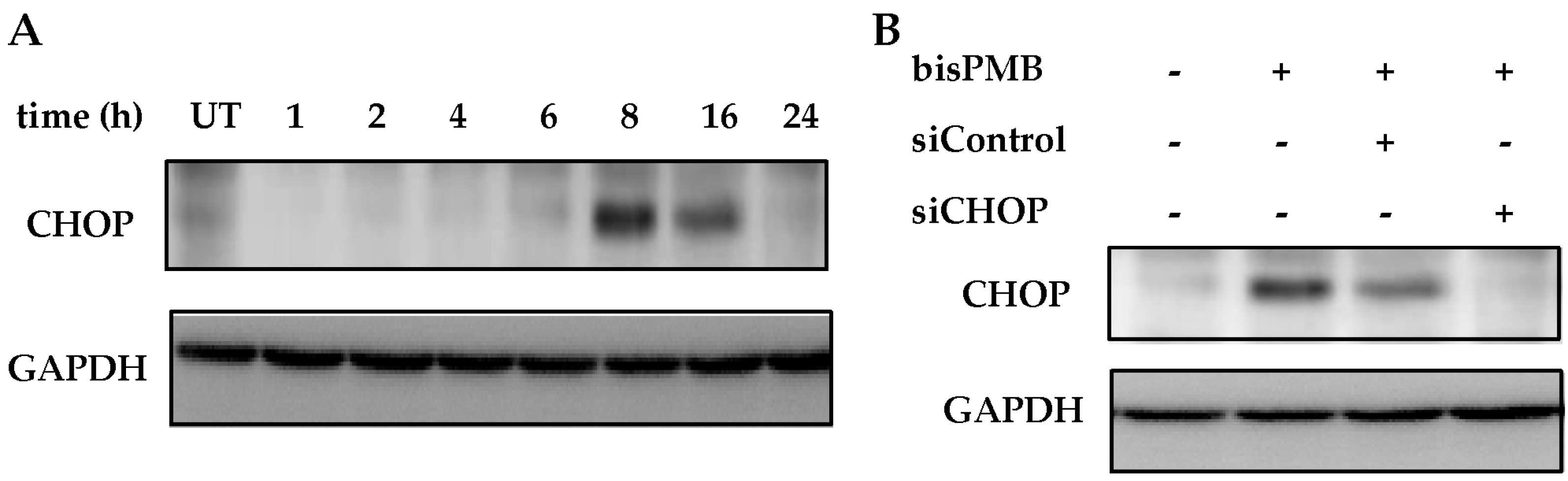 Molecules 22 00892 g004a Molecules 22 00892 g004a