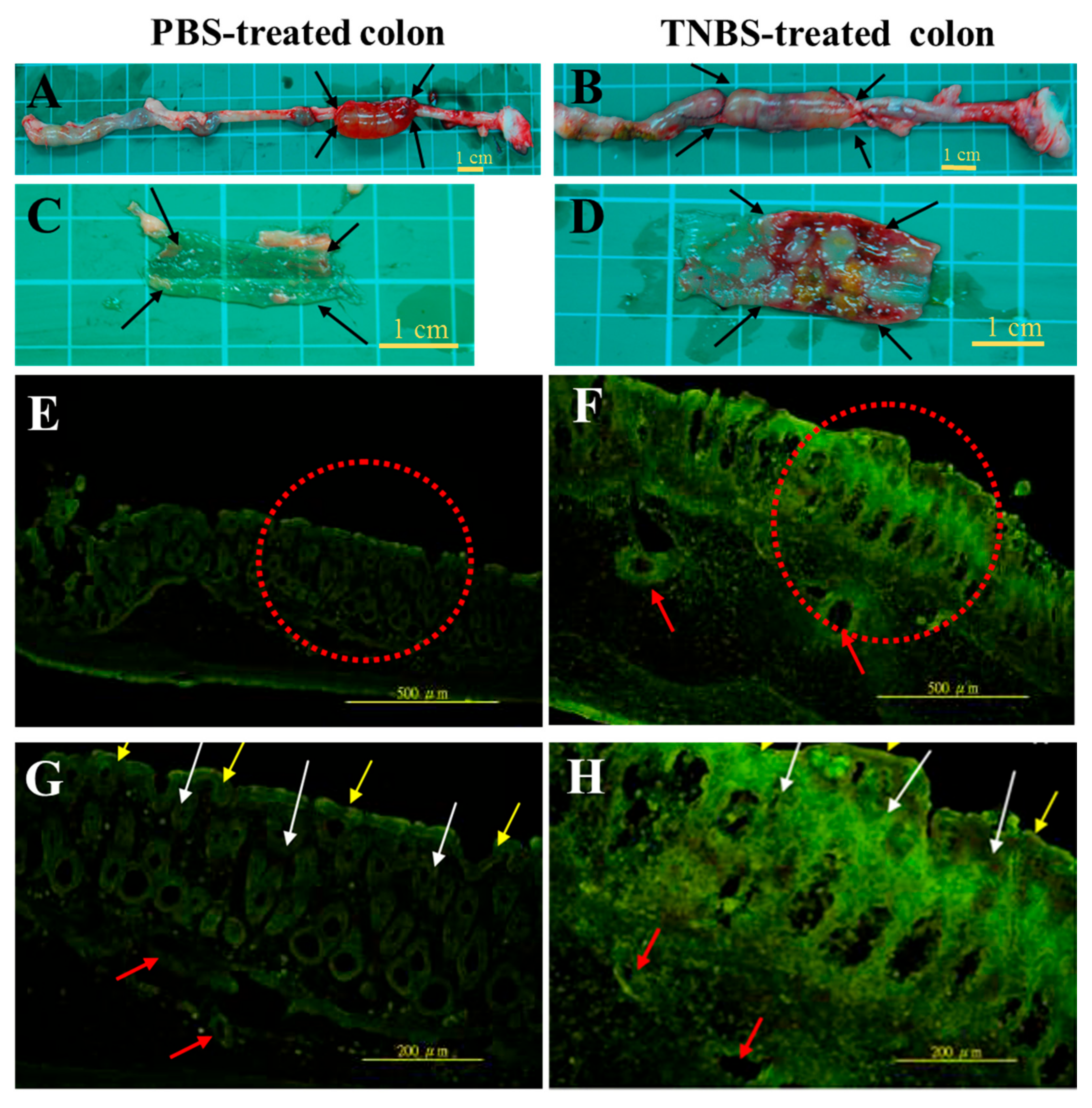 Molecules 22 00904 g002 550