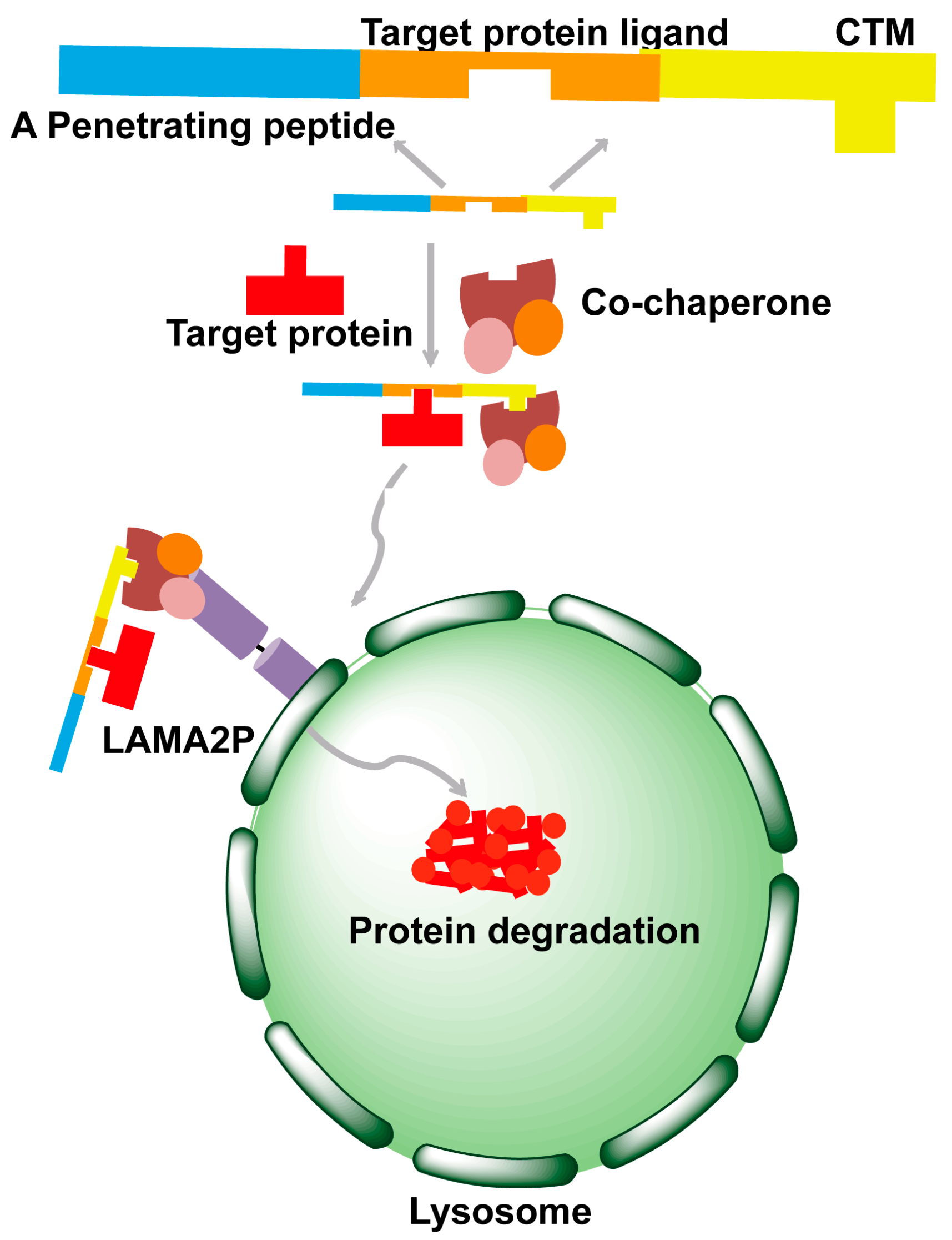 Molecules 22 00916 g003