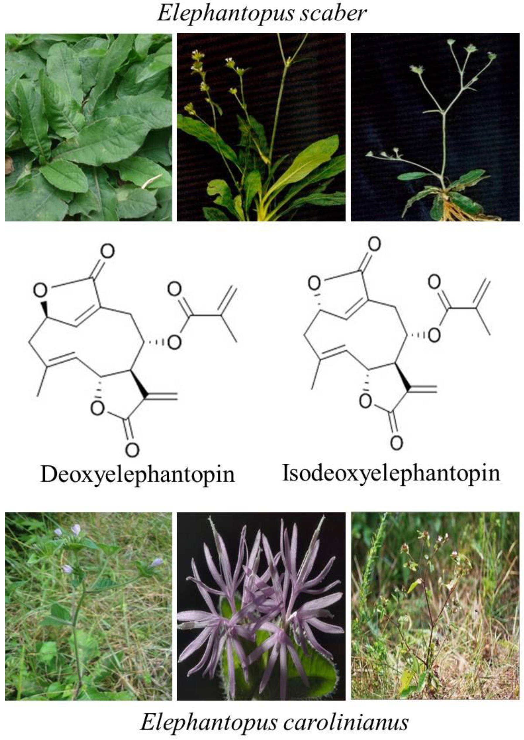Molecules 22 01013 g001