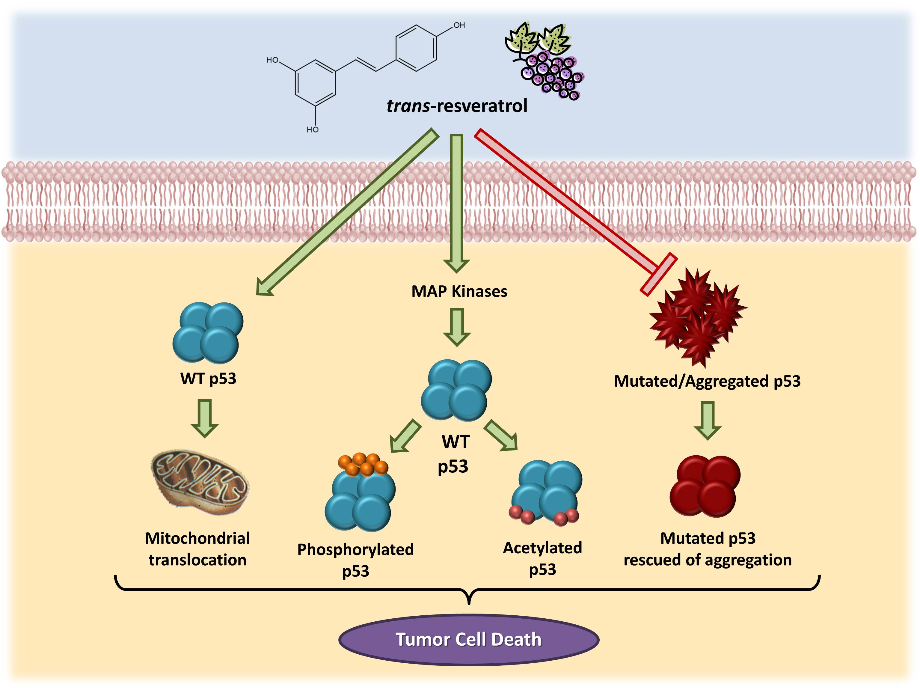 Molecules Free Full-Text Cancer Chemoprevention by Resveratrol The