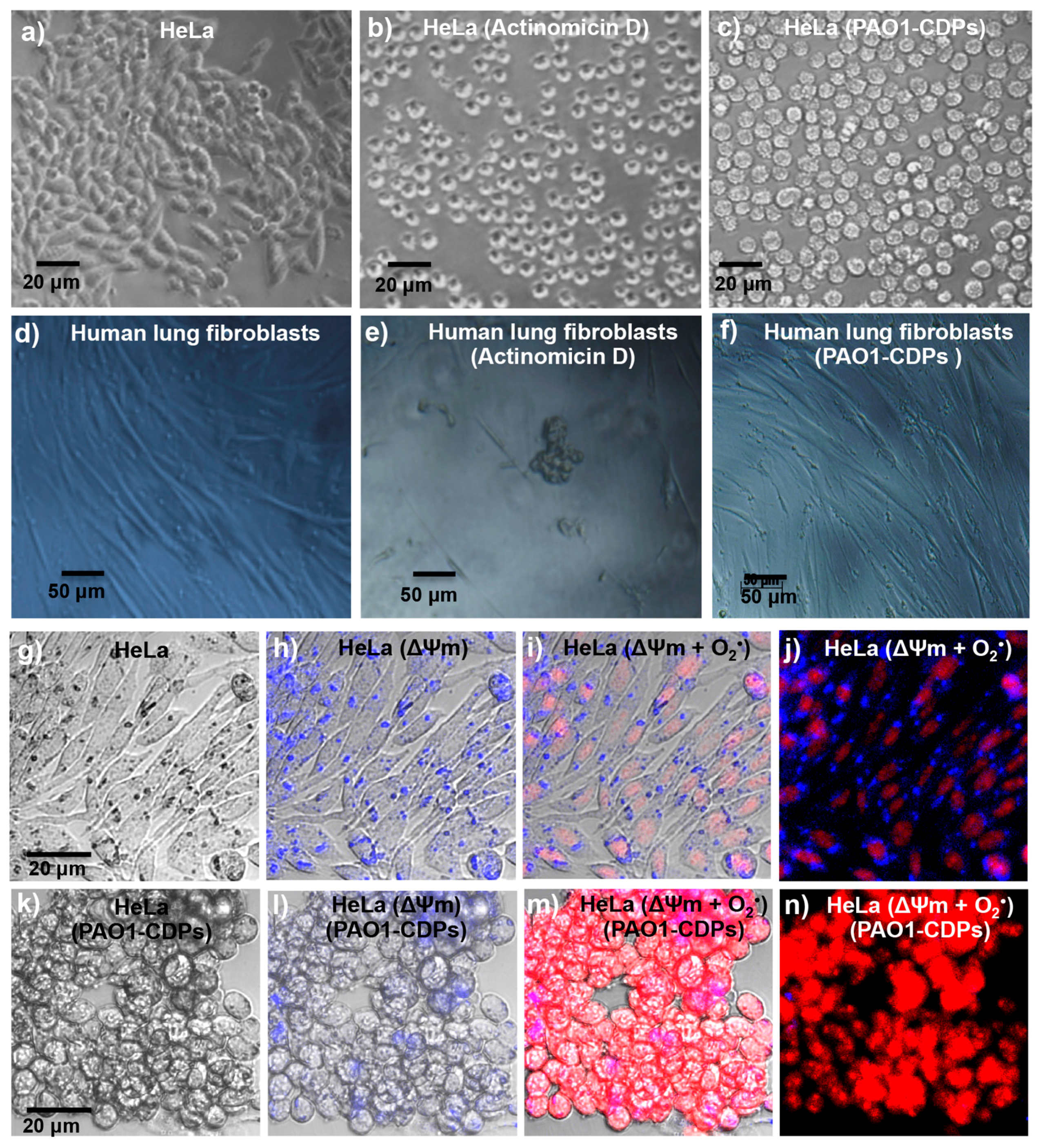Molecules 22 01024 g002 550