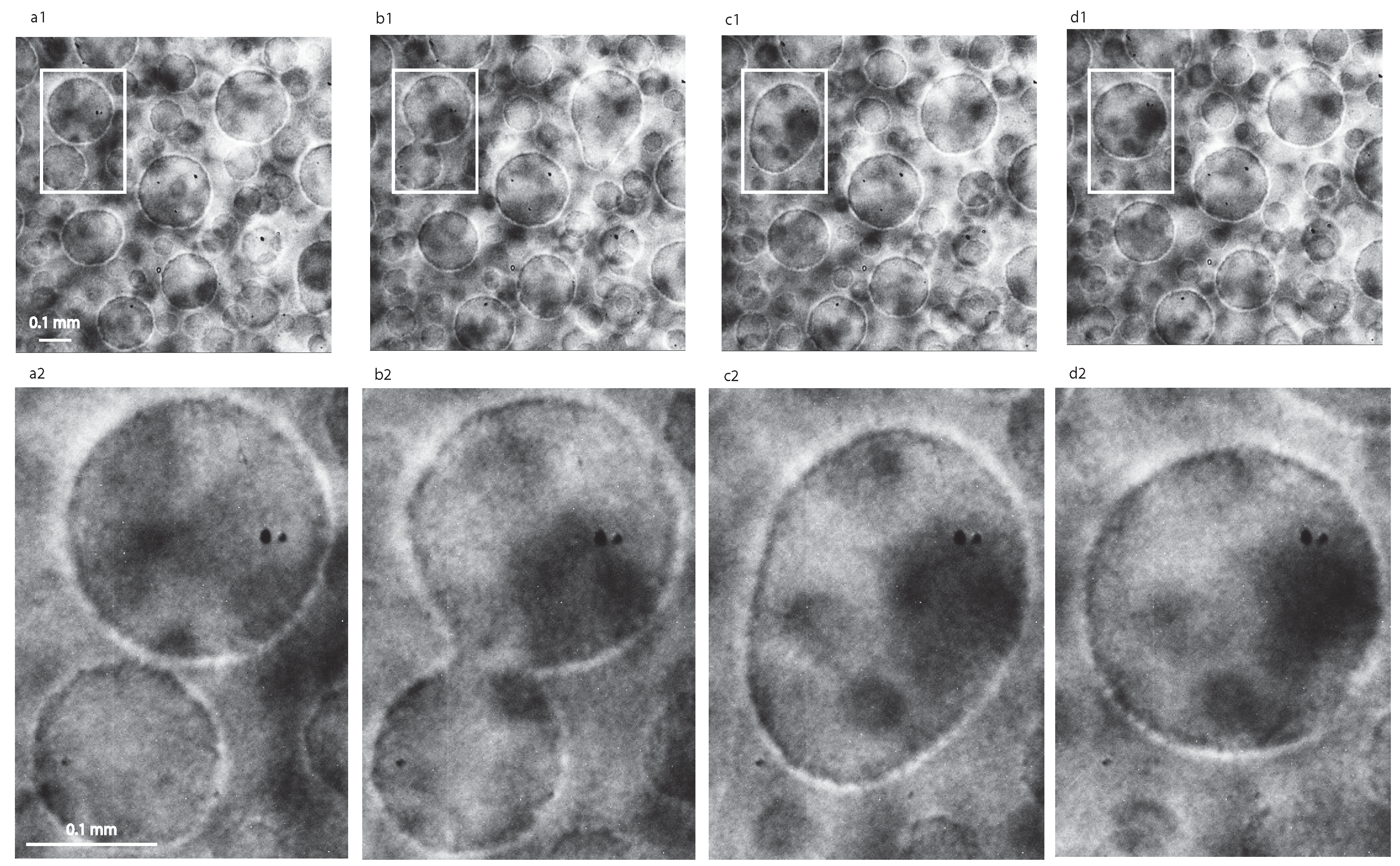 Molecules 22 01125 g002 550