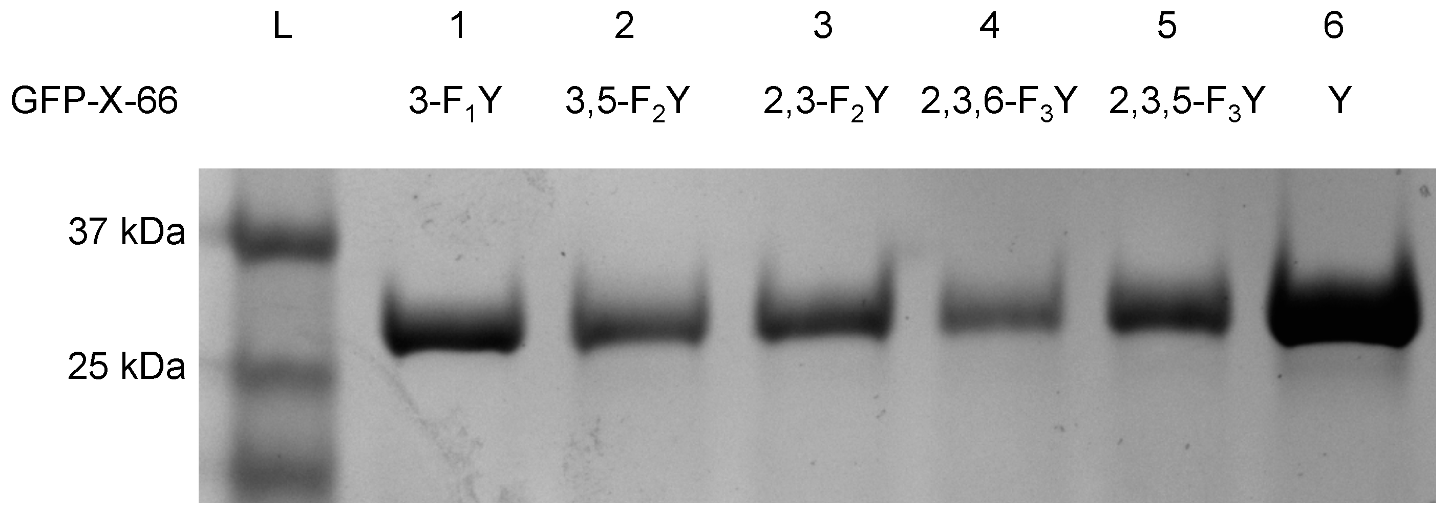 Molecules 22 01194 g002 550