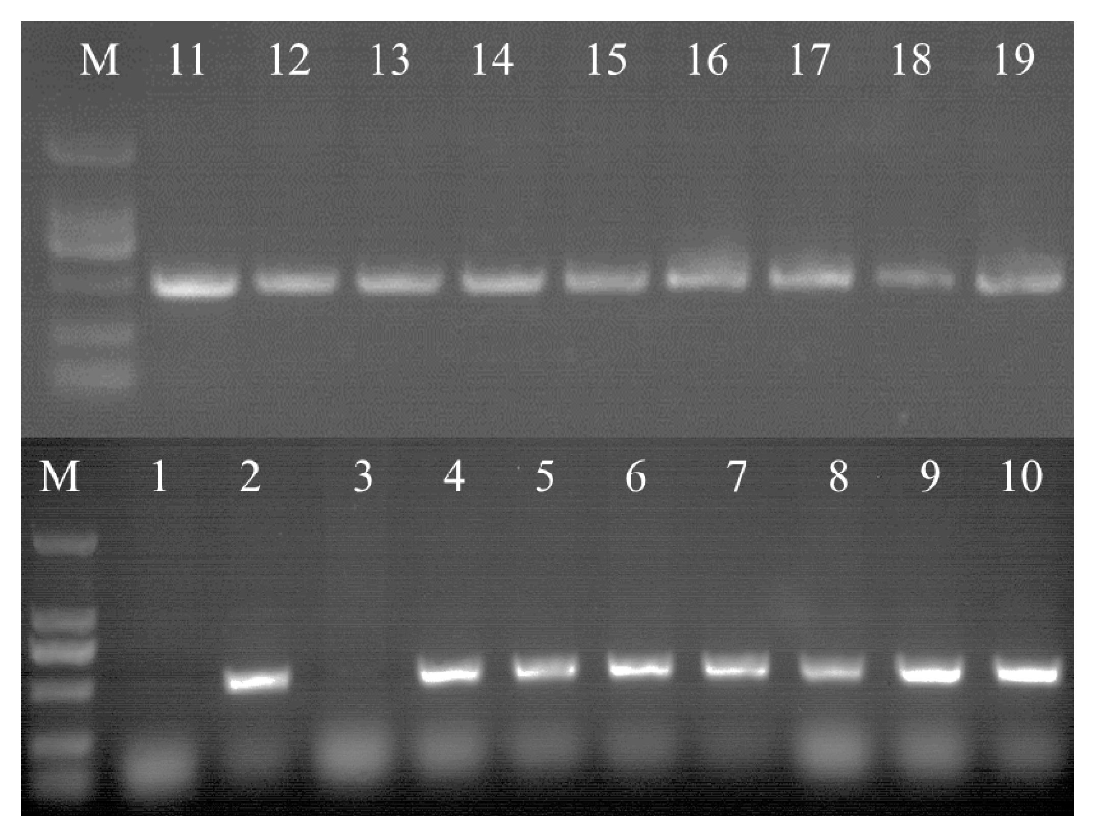 Molecules 22 01268 g007 550